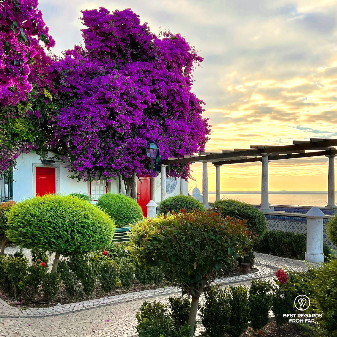 Purple flowers blooming at a viewpoint in Lisbon at sunset
