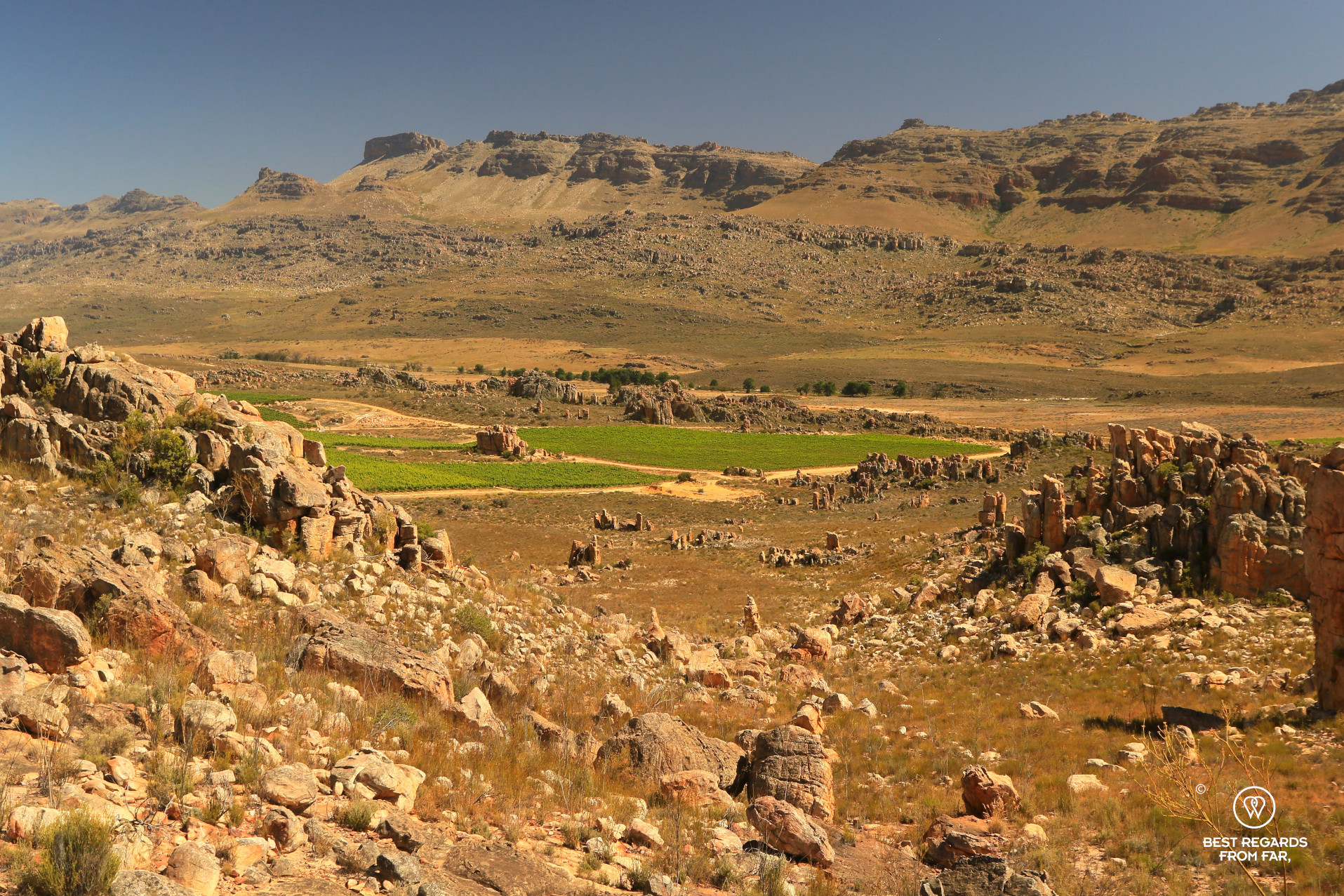 The vineyards of Cederberg Wines amidst a semi-arid landscape