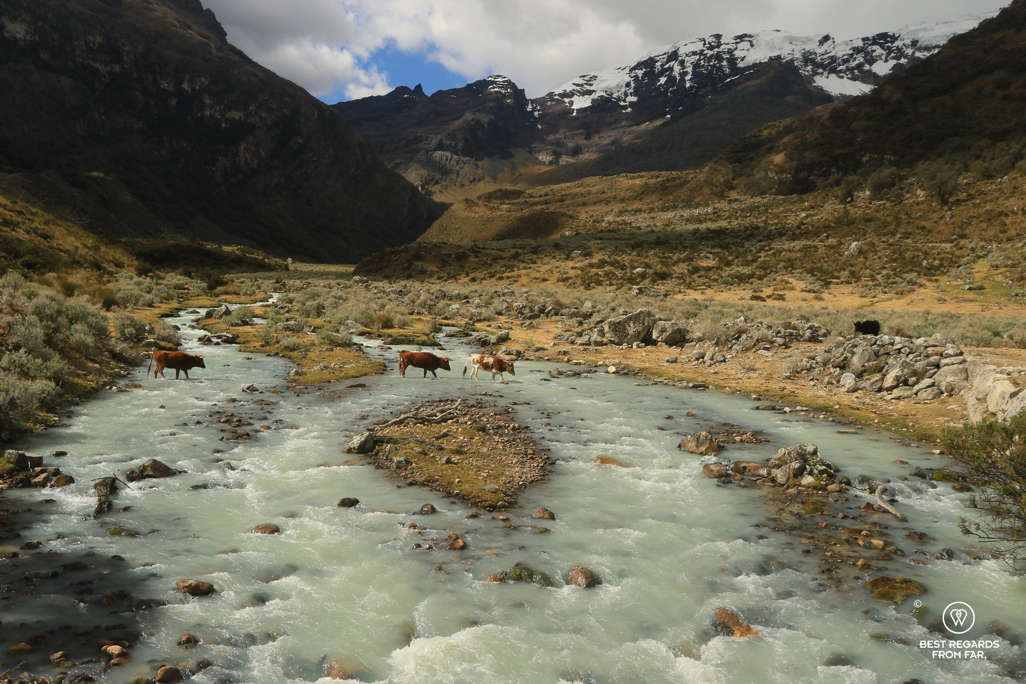 Cows in the Ulta River, Cordillera Blanca, Peru