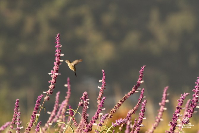Kolibri at Wayarumi Sky Hotel, Carhuaz, Peru