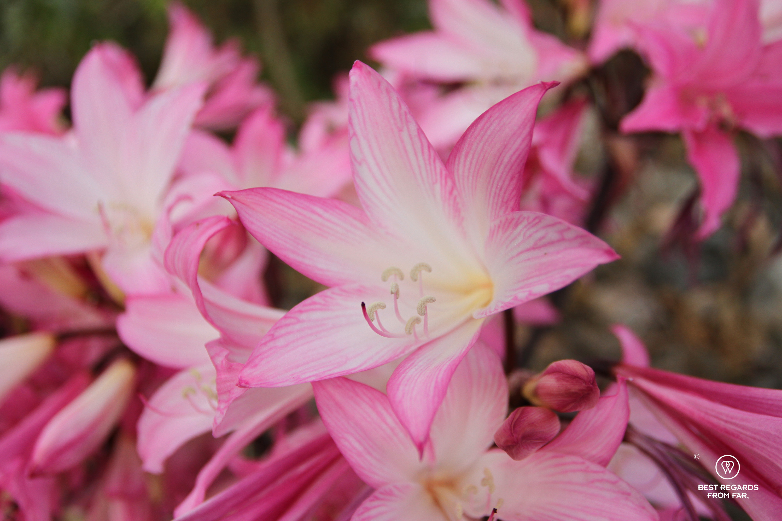 Azusena flowers in full bloom, Cordillera Blanca, Peru.