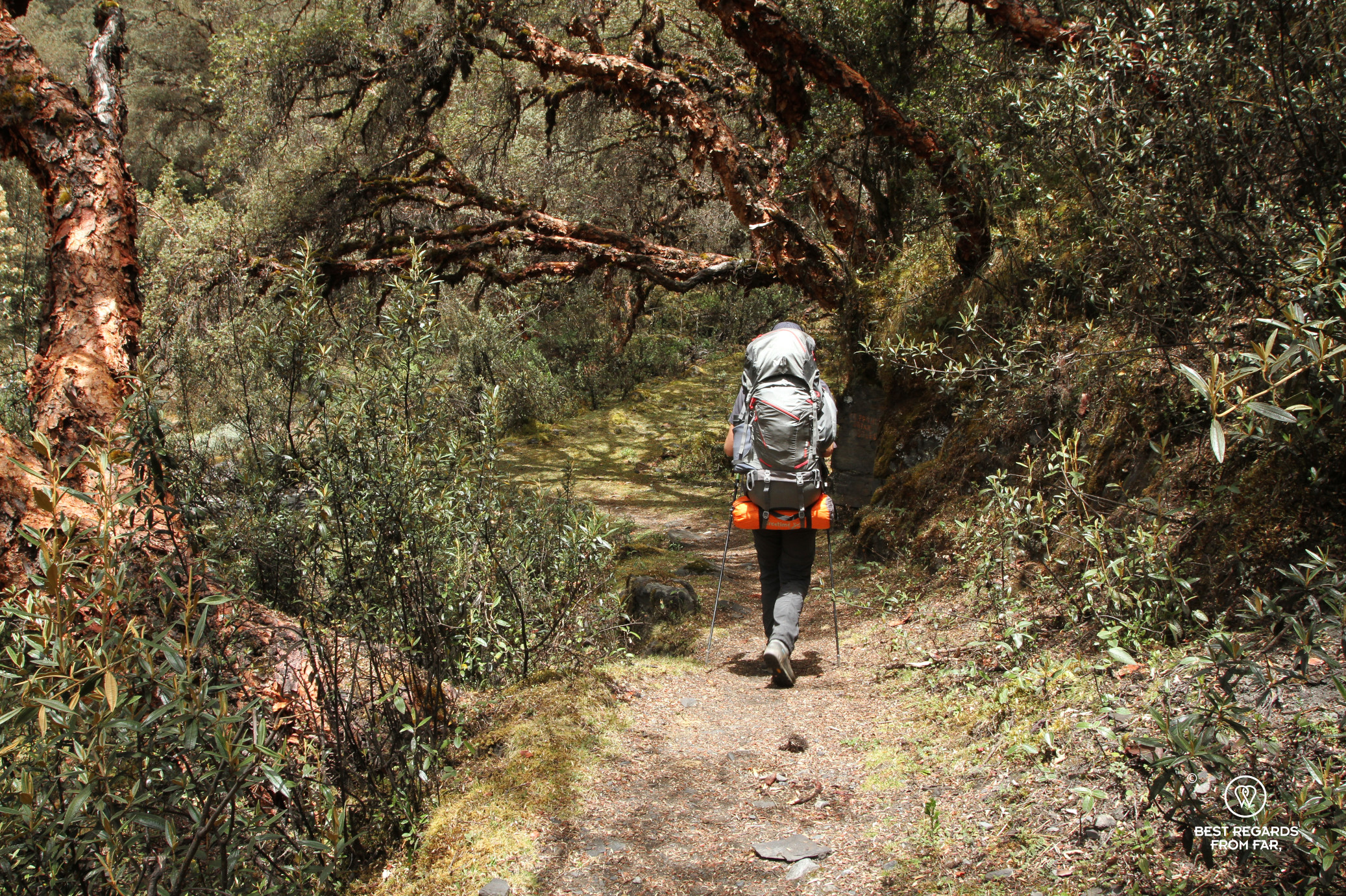 Woman with a large backpack hiking amongst trees