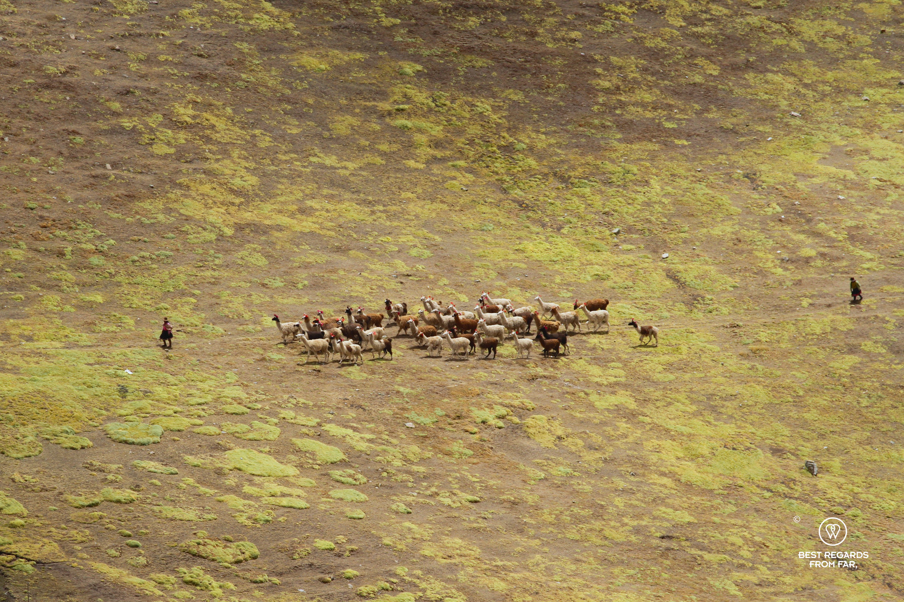 Alpaca with their herder, Peru