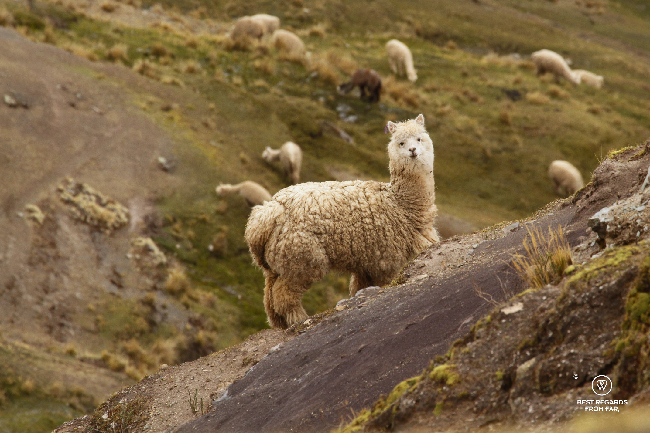 Alpaca, Peru