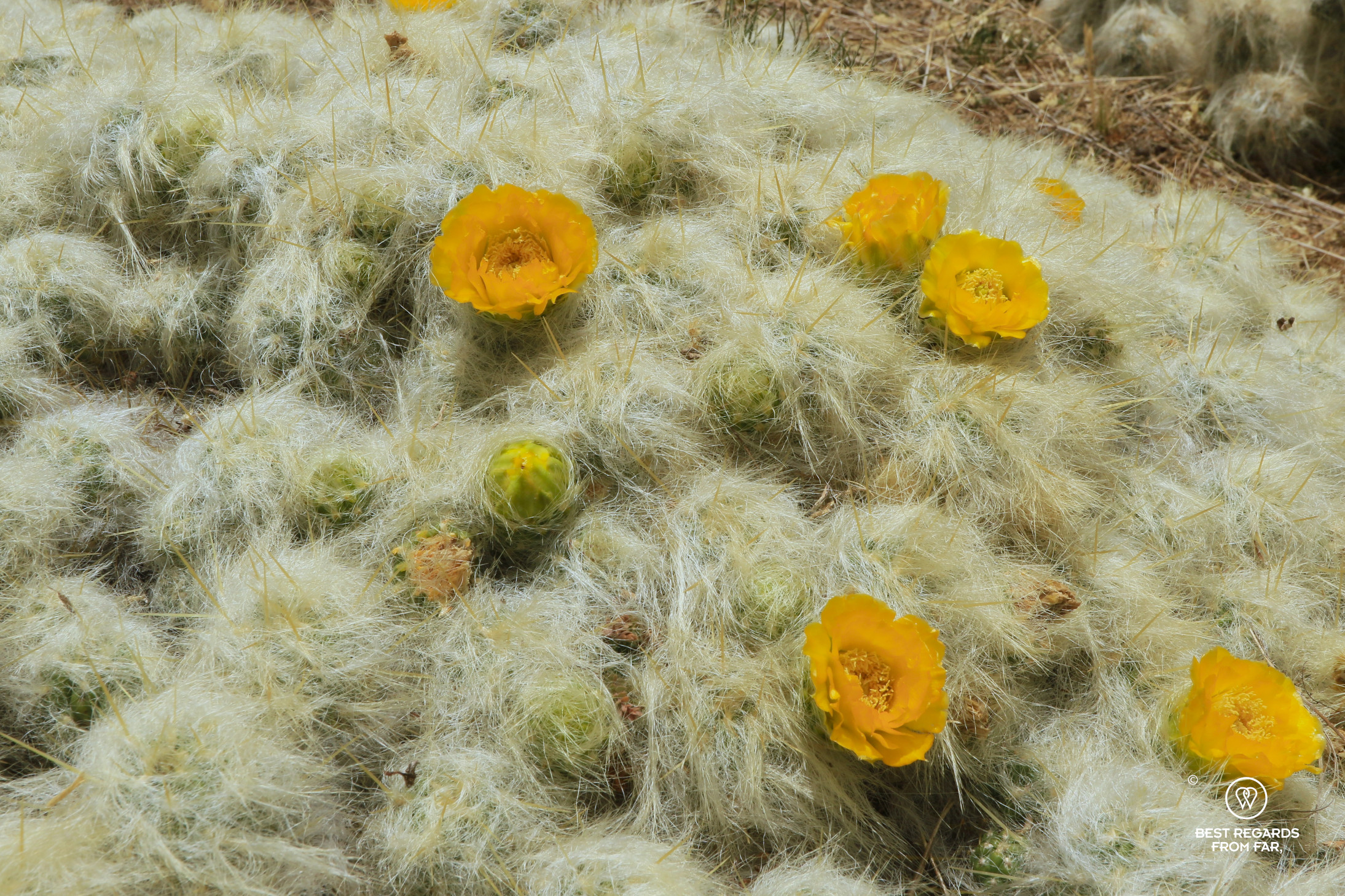 Blooming cactus with yellow flowers in the Palcoyo Valley, Peru