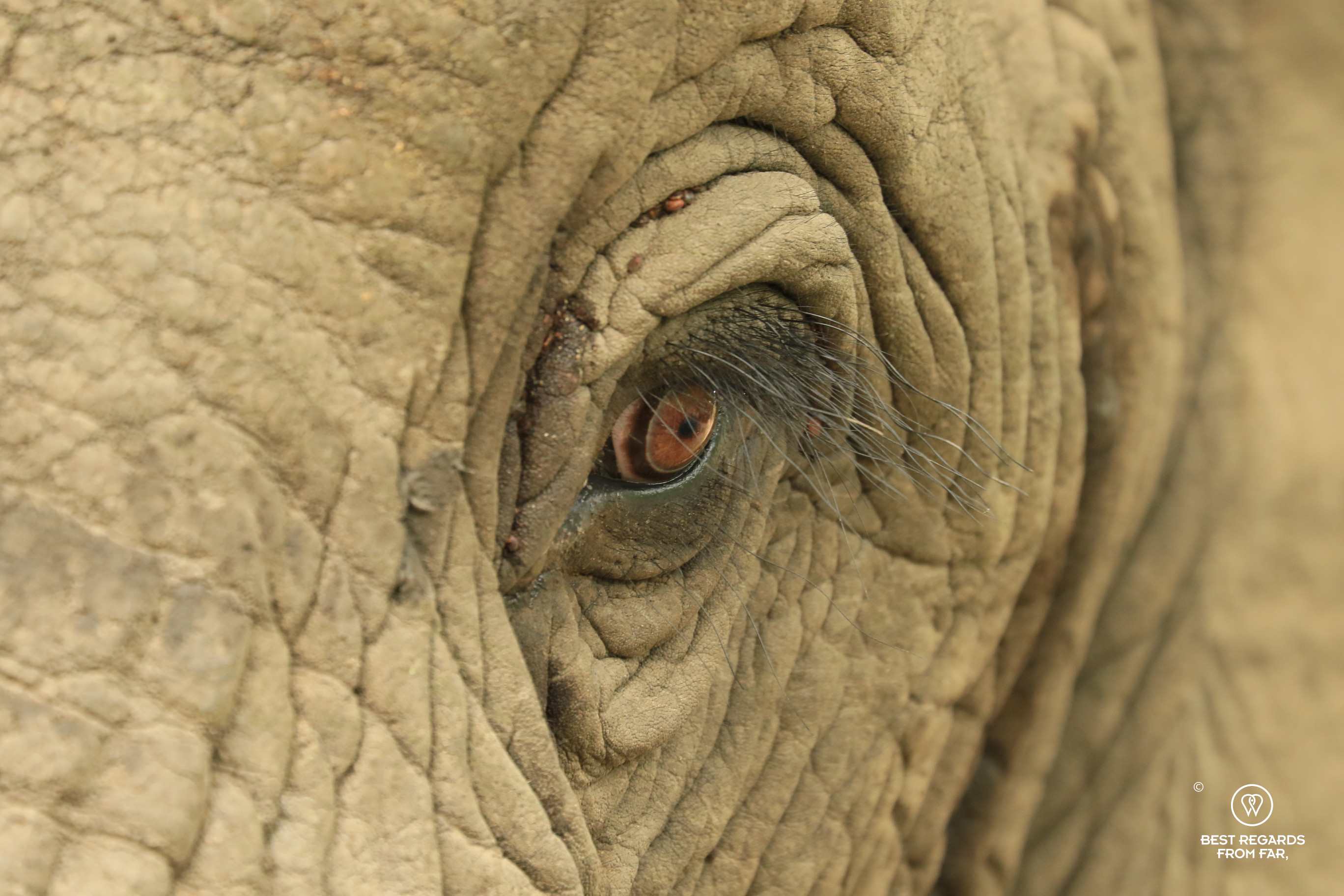 Close-up of an elephant eye, Thula Thula Game Reserve, South Africa