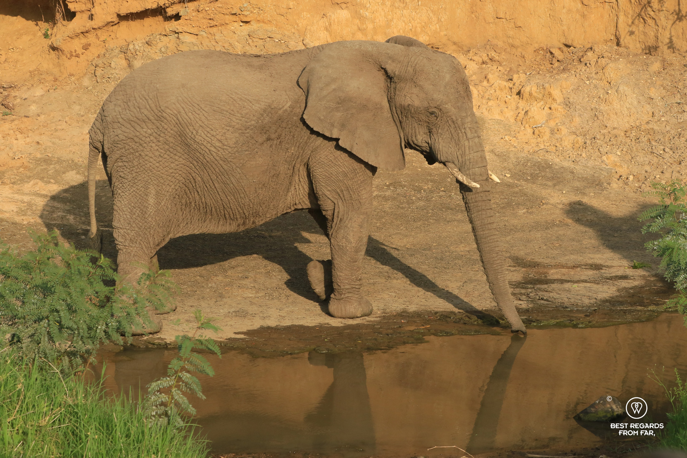 Elephant by river drinking