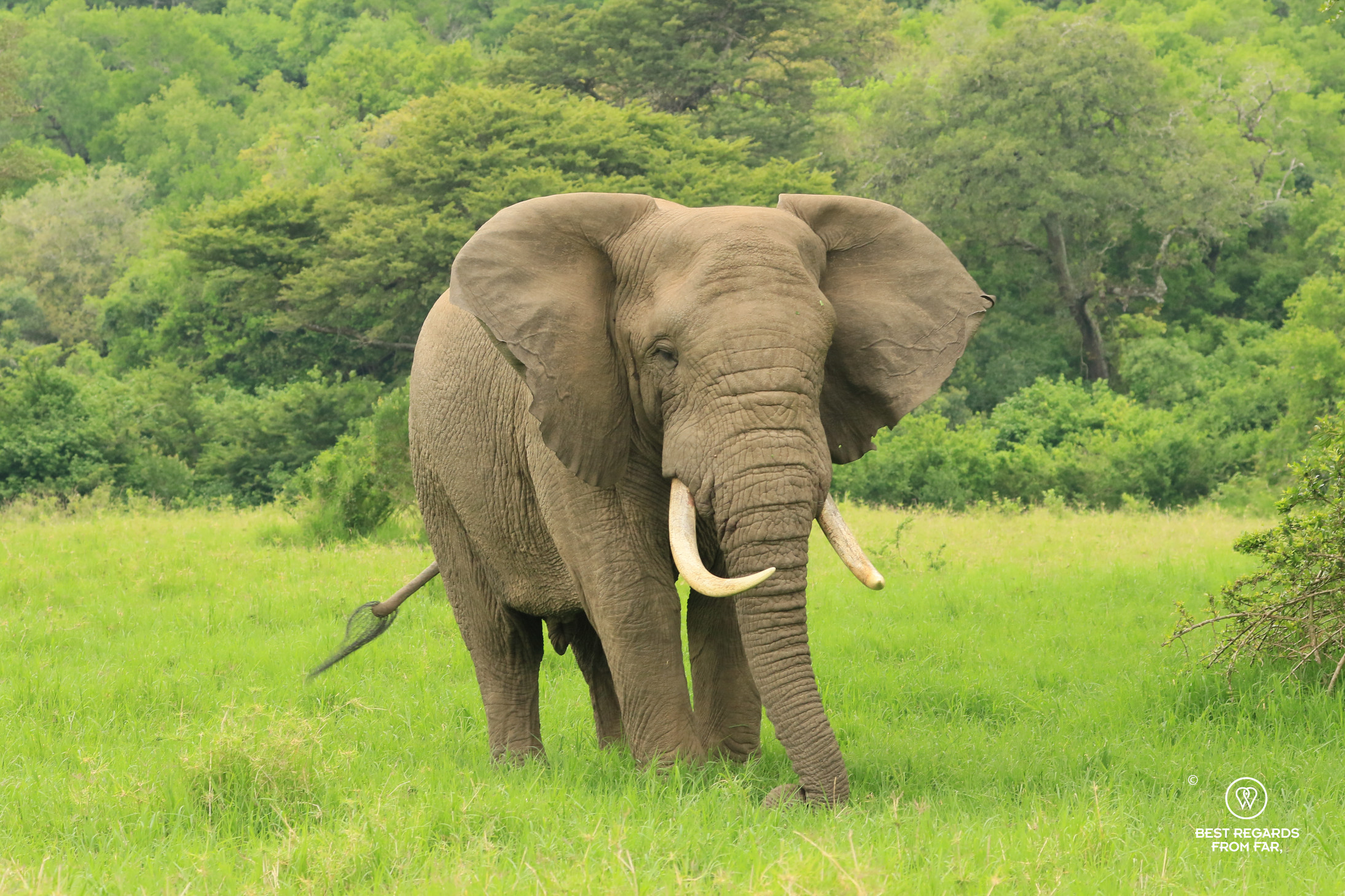 Elephant encounter, Thula Thula Game Reserve, South Africa