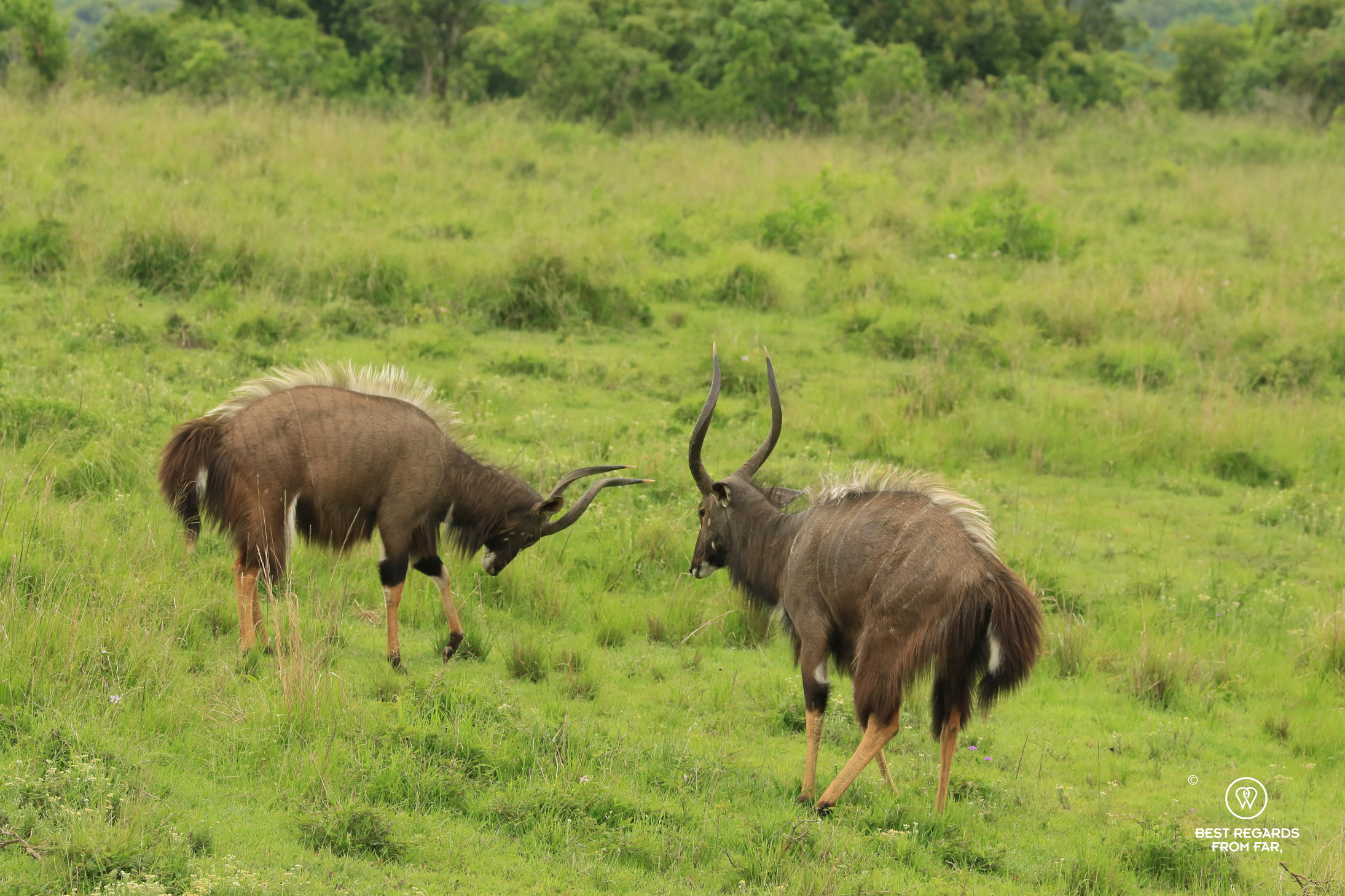 Nyala bulls fighting, Thula Thula Game Reserve, South Africa