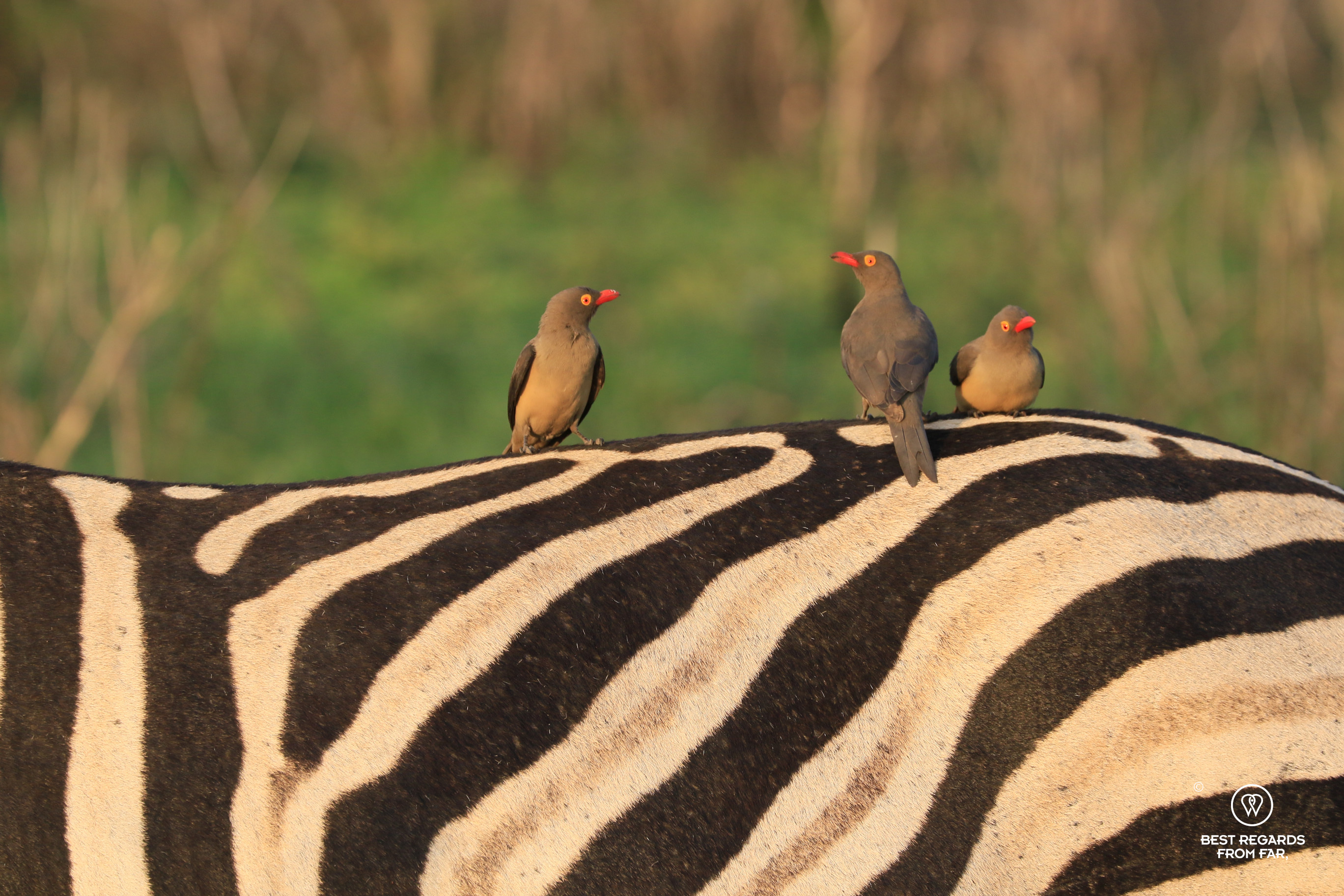 Three red-billed oxpeckers on a zebra, South Africa
