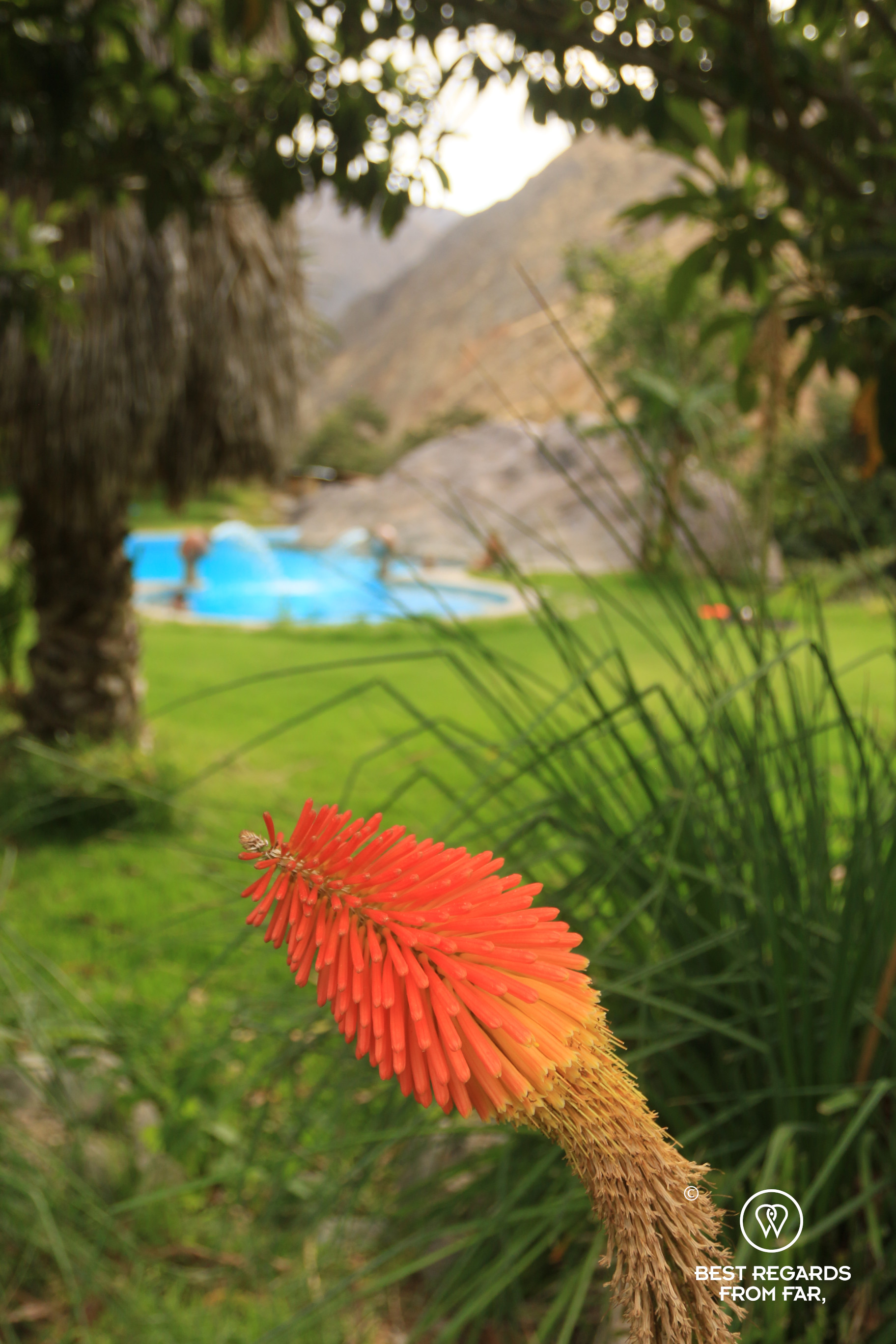 Flower in the Sangalle Oasis with a swimming pool in the background in the Colca Canyon