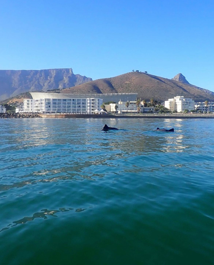 Dolphins with Table Mountain and Signal Hill in the background
