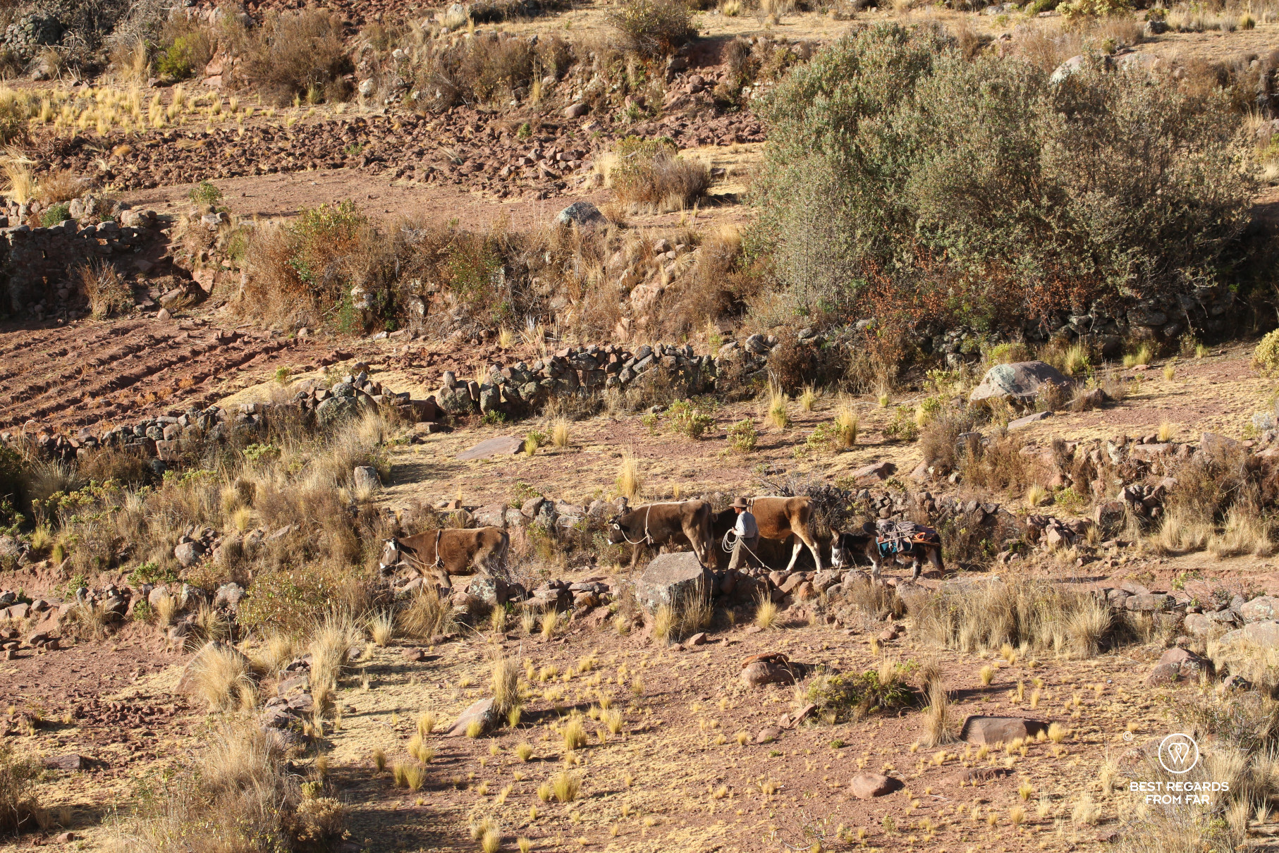 Man walking with his cattle on the Llachon Peninsula, Lake Titicaca