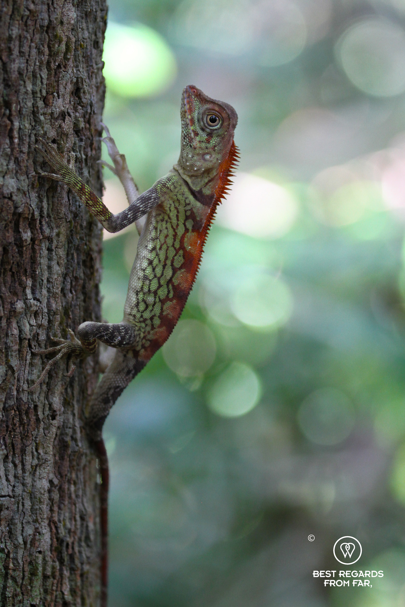 Red and green angle-headed lizard on tree with green background in Borneo.