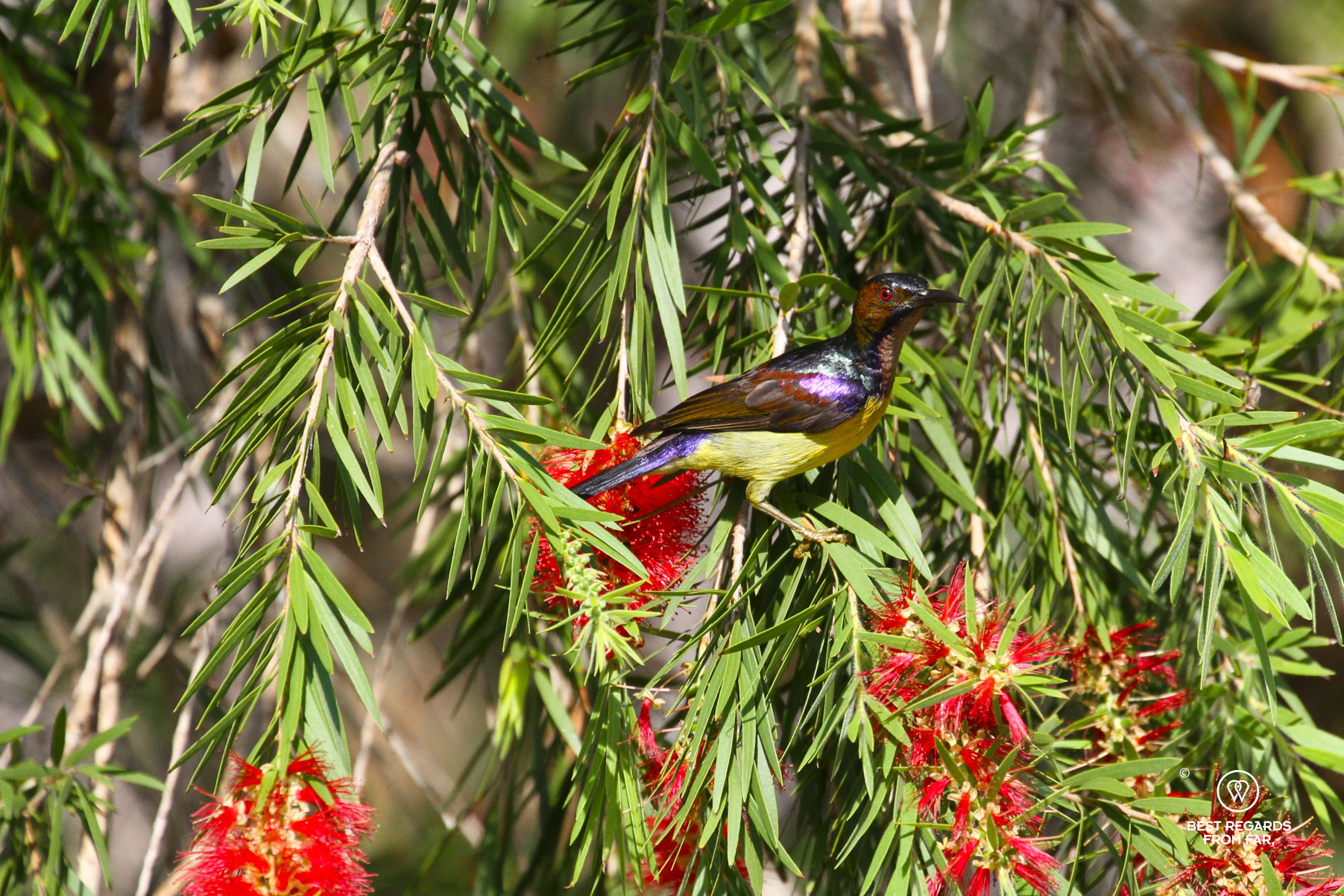 Colourful brown-throated sunbird with a red eye and yellow belly perching on a branch in the sun.