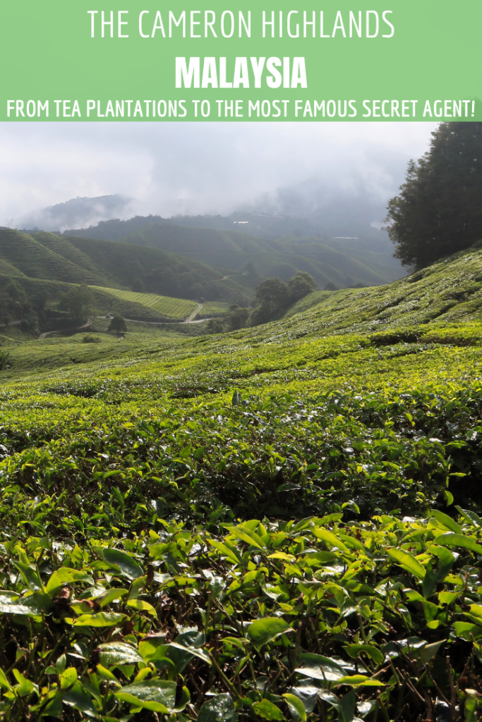 Pinterest pin with a neatly pruned tea bushes covering the hills of the BOh Tea plantation in the Cameron Highlands.