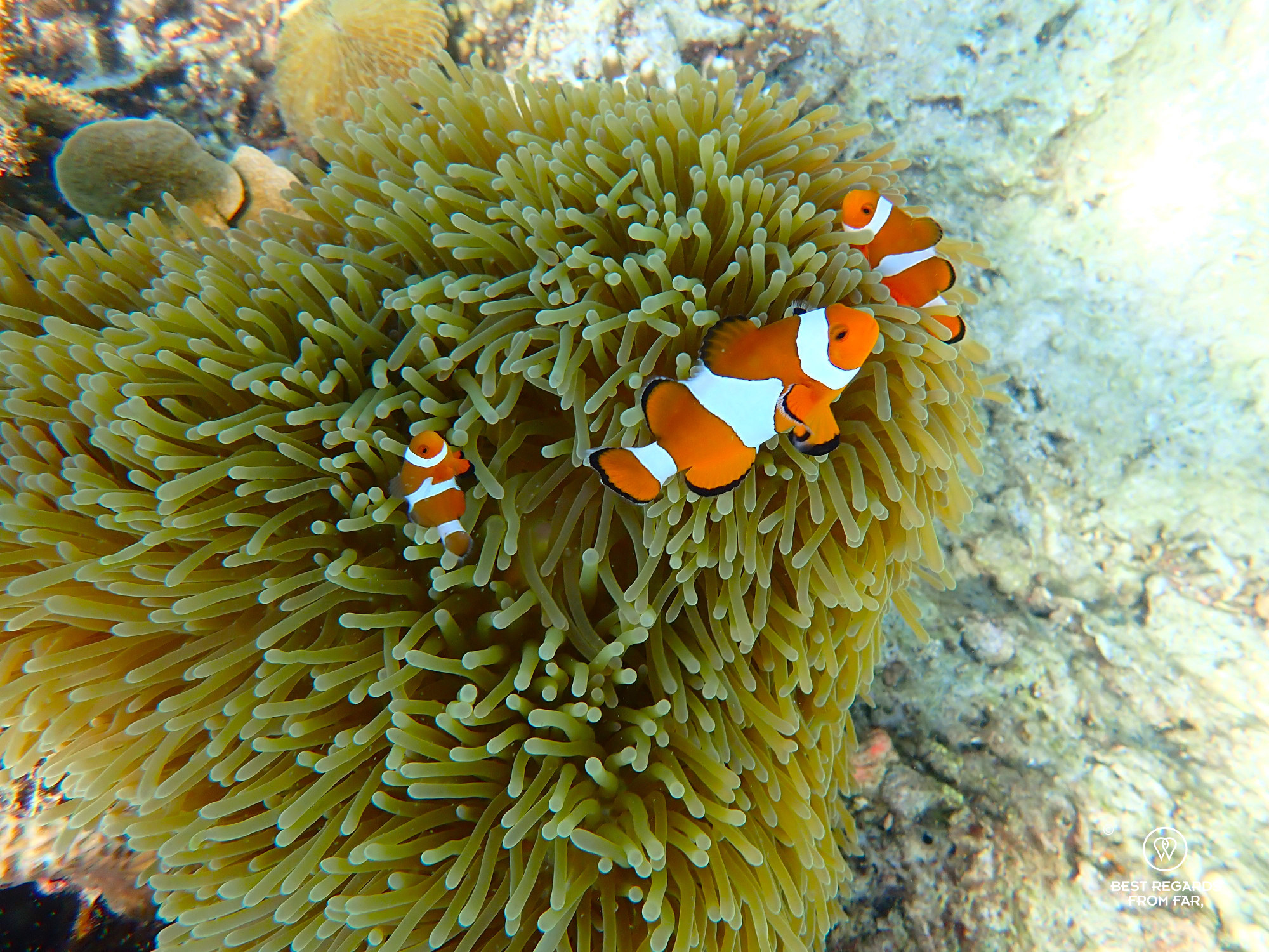 Three orange and white clownfish protecting their anemone in the coral garden of Gaya Island, Borneo.