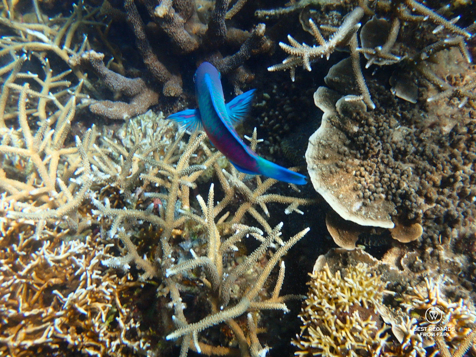 Blue parrot fish at amongst hard corals in Borneo.