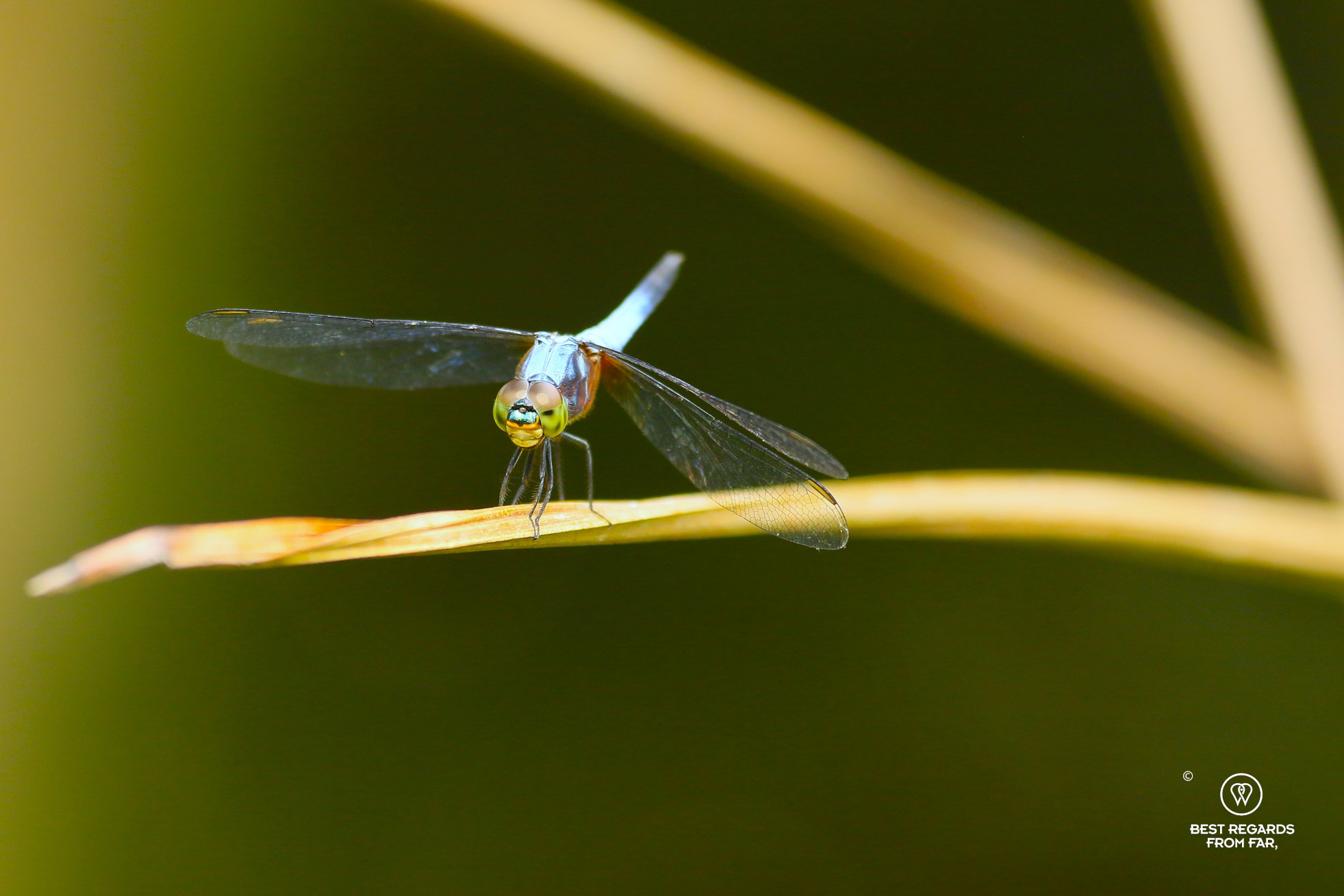 Blue dragonfly with green eyes on a branch.