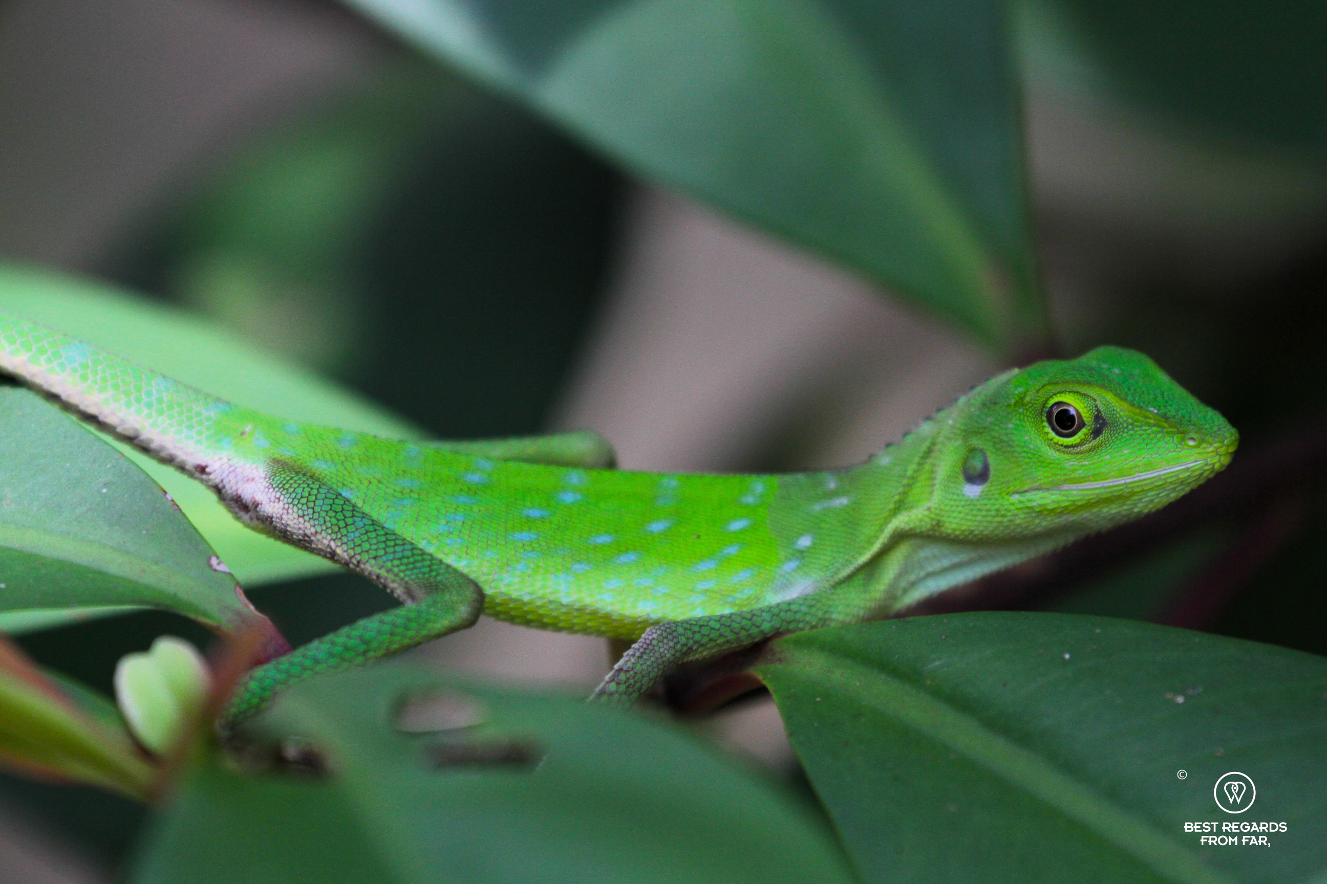Bright green-crested lizard with blue dots on a leaf in Sabah, Borneo.