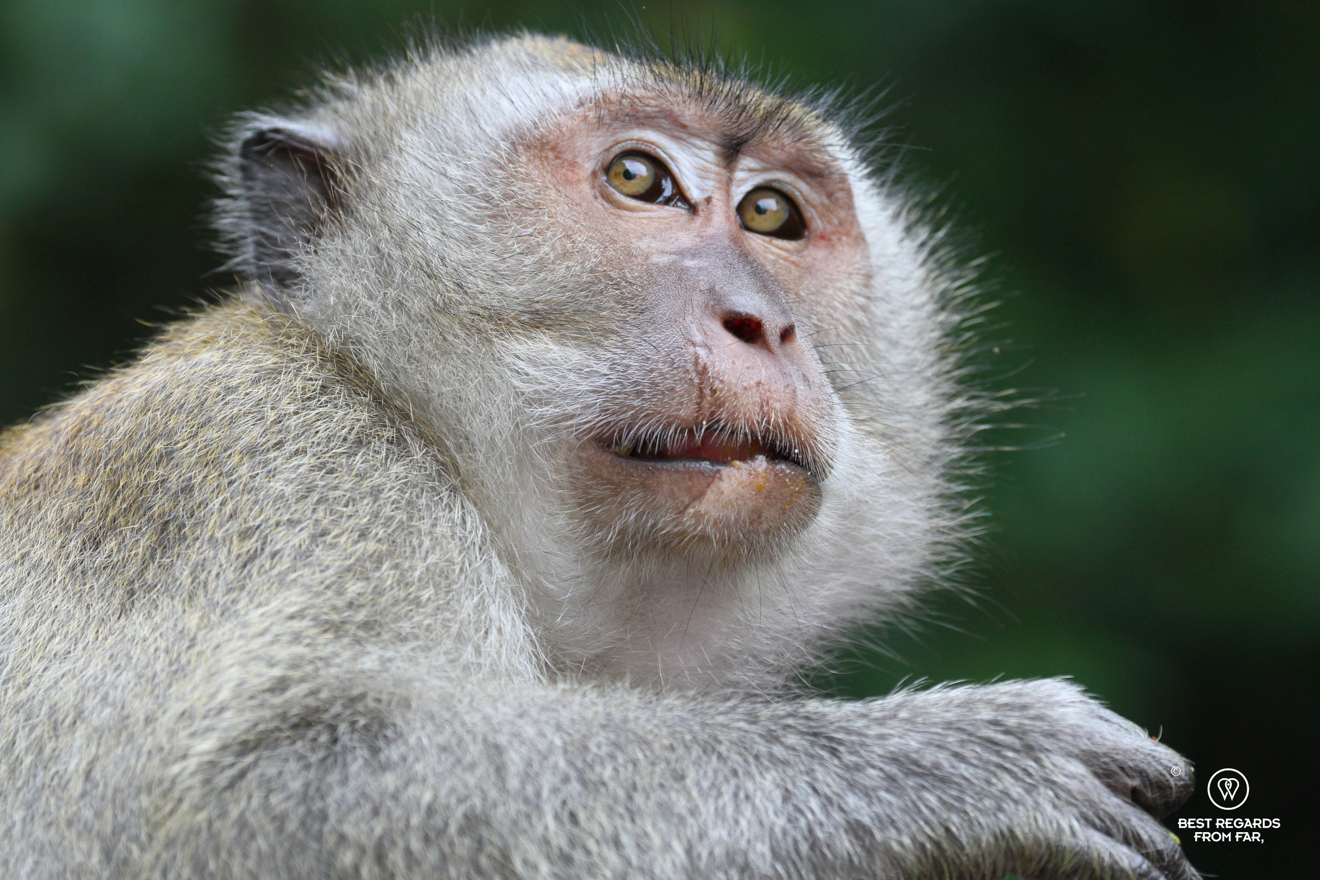 Long-tailed macaque with a scar on his lips.