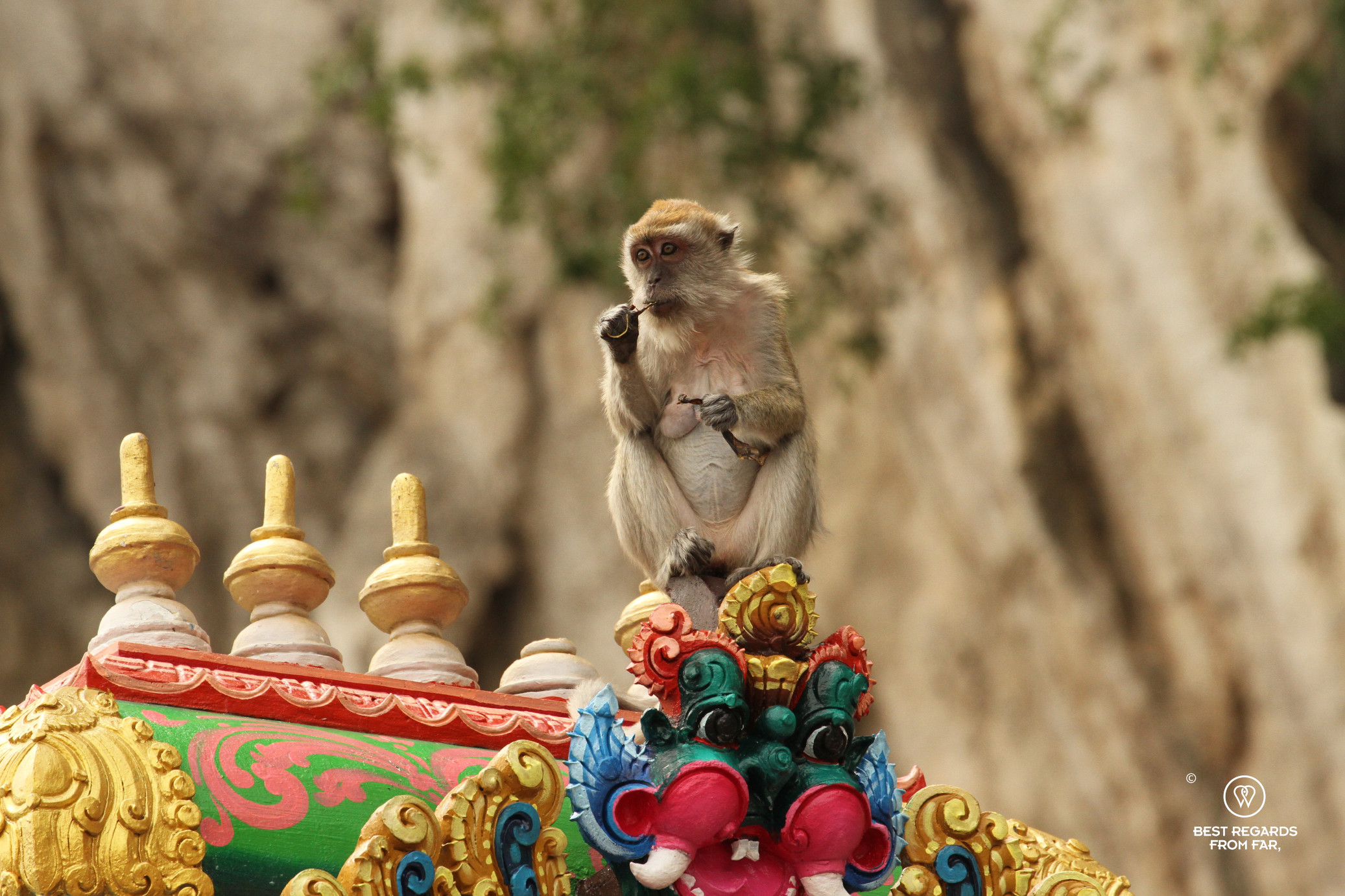 Long-tailed macaque, Batu Caves, Kuala Lumpur, Malaysia