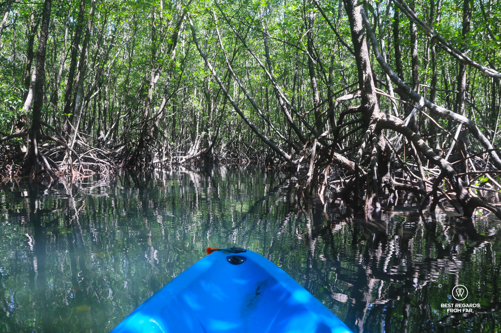Reflections of the exposed roots during low tide in the mangrove forest on Gaya Island during a kayak outing, Borneo. mangrove forest