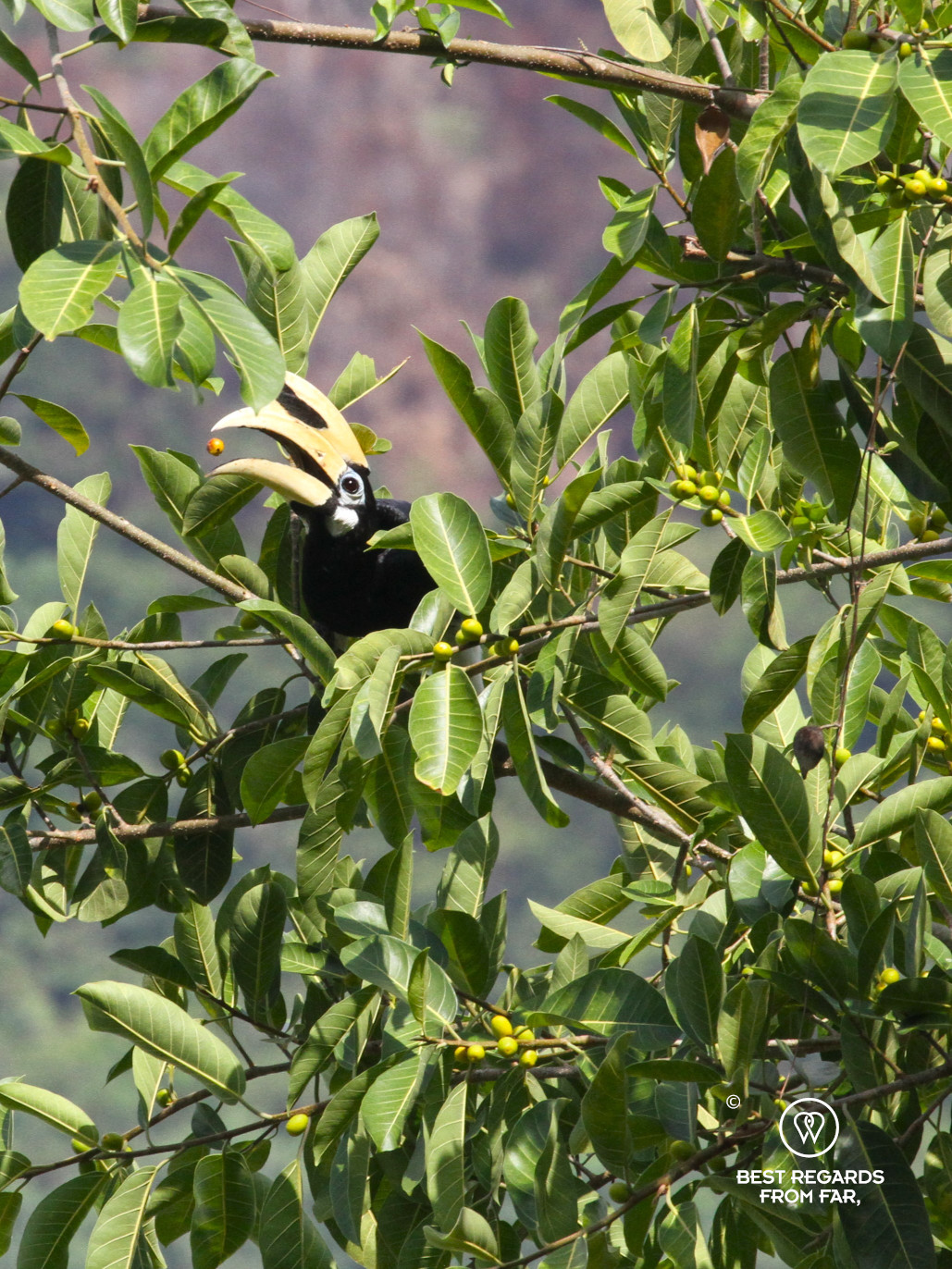 Oriental pied hornbill throwing a fruit in the air when eating.