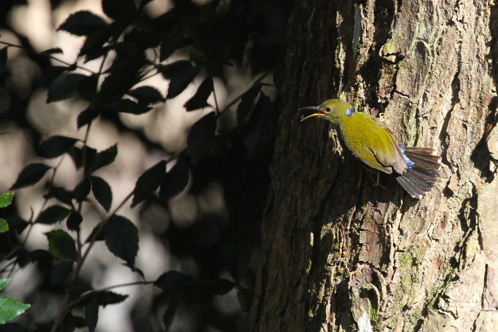 Male purple-naped spiderhunter on a tree in the sun showing off its colourful plumage.