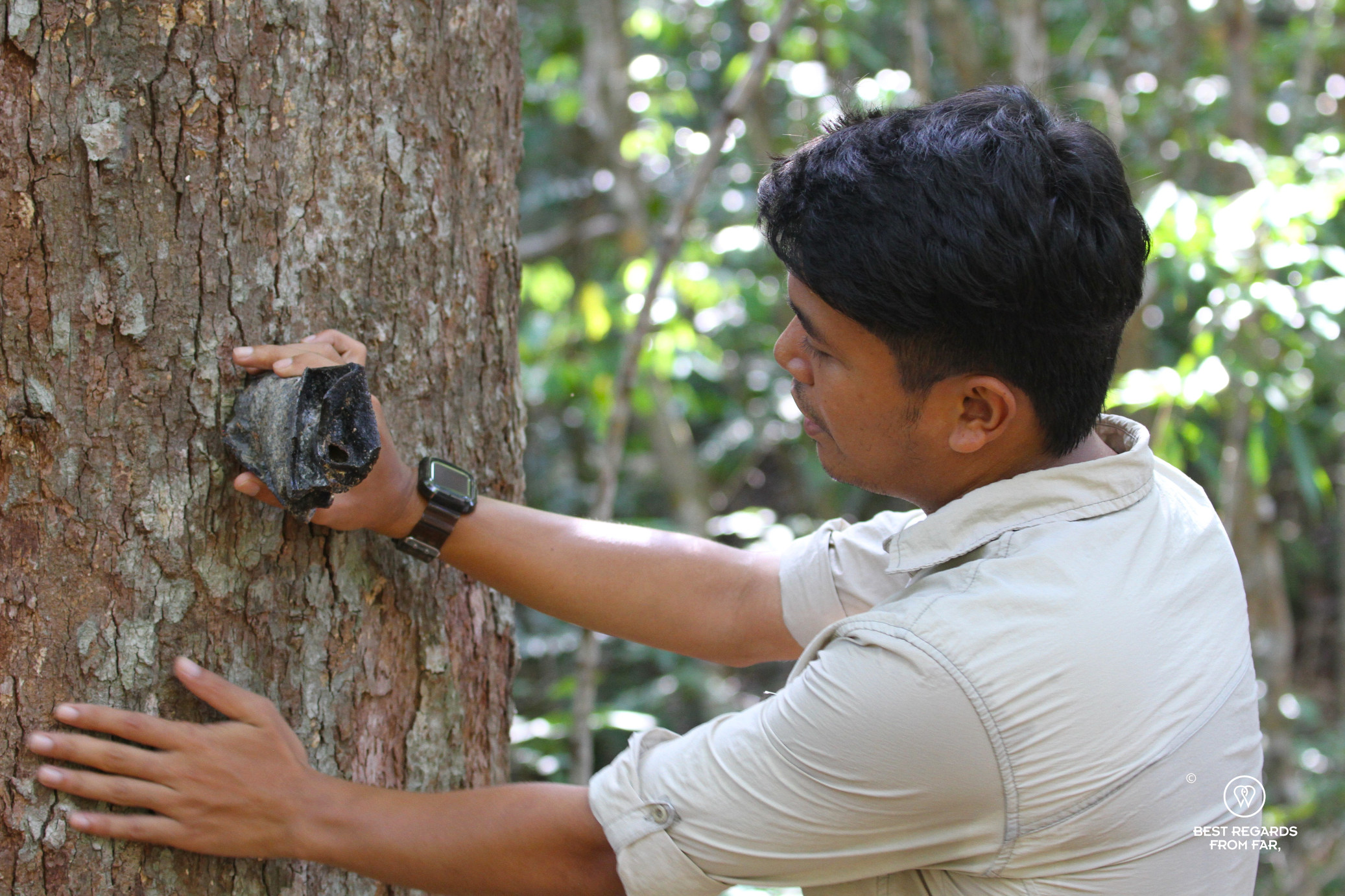 Nature guide showing a nest of the stingless bee on Borneo.