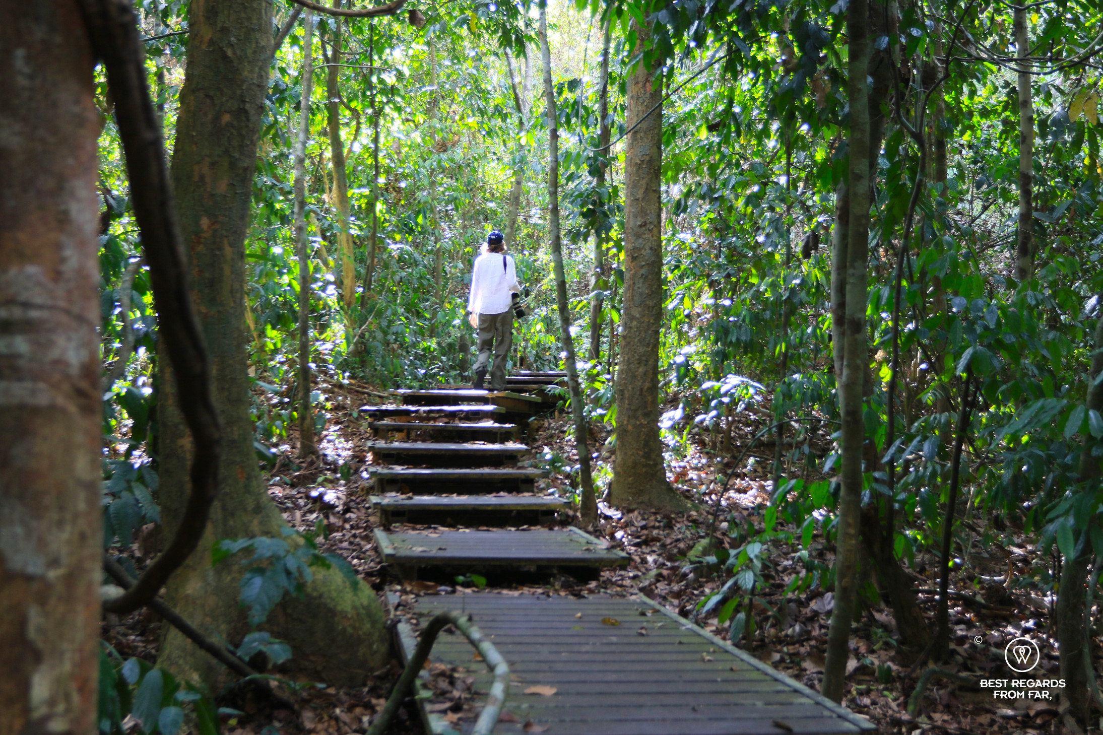 Visitor of the Taman Negara NP walking on the boardwalk through the rainforest.