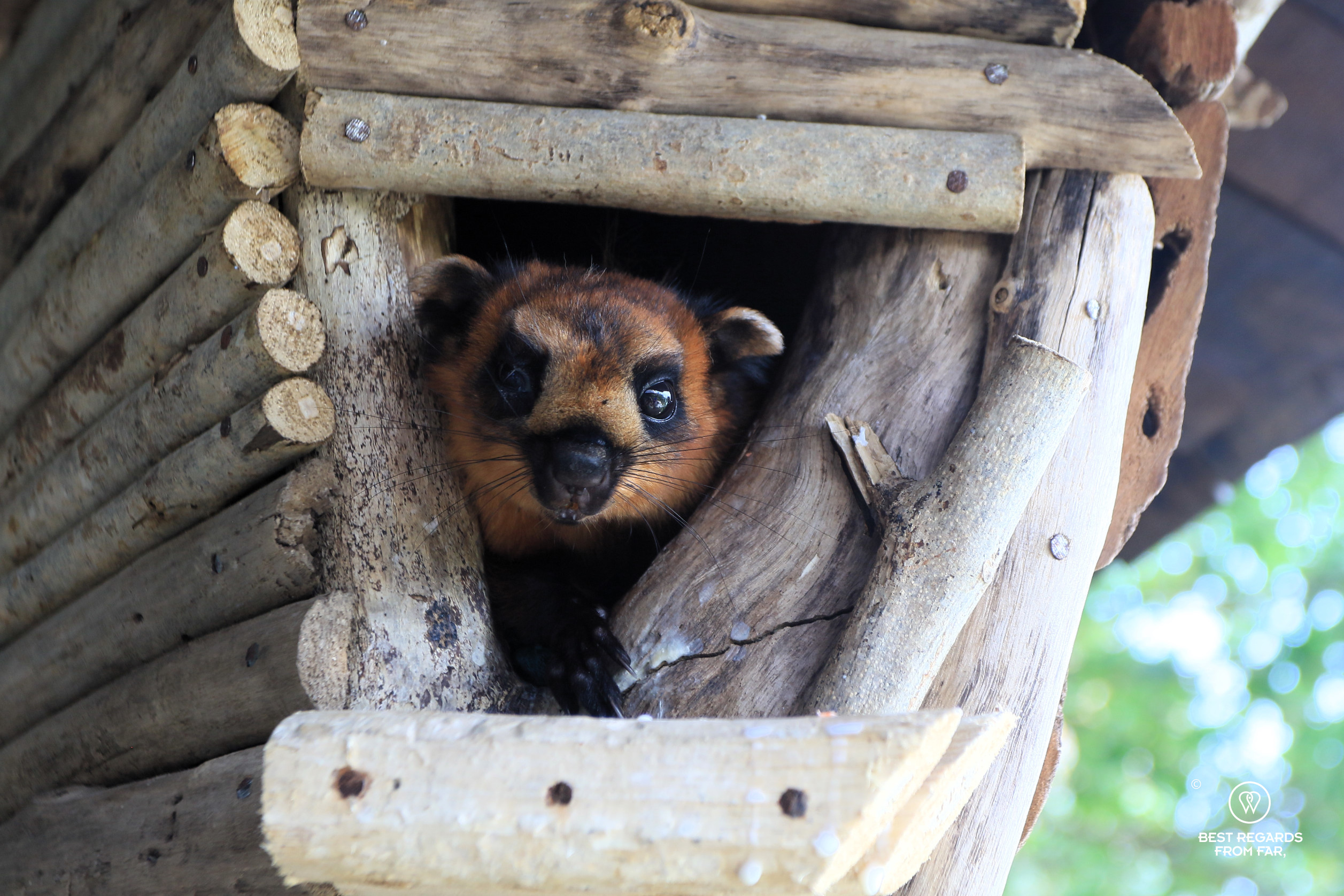 Close up of a red giant flying squirrel at the Gaya Island Resort wildlife center, Borneo.