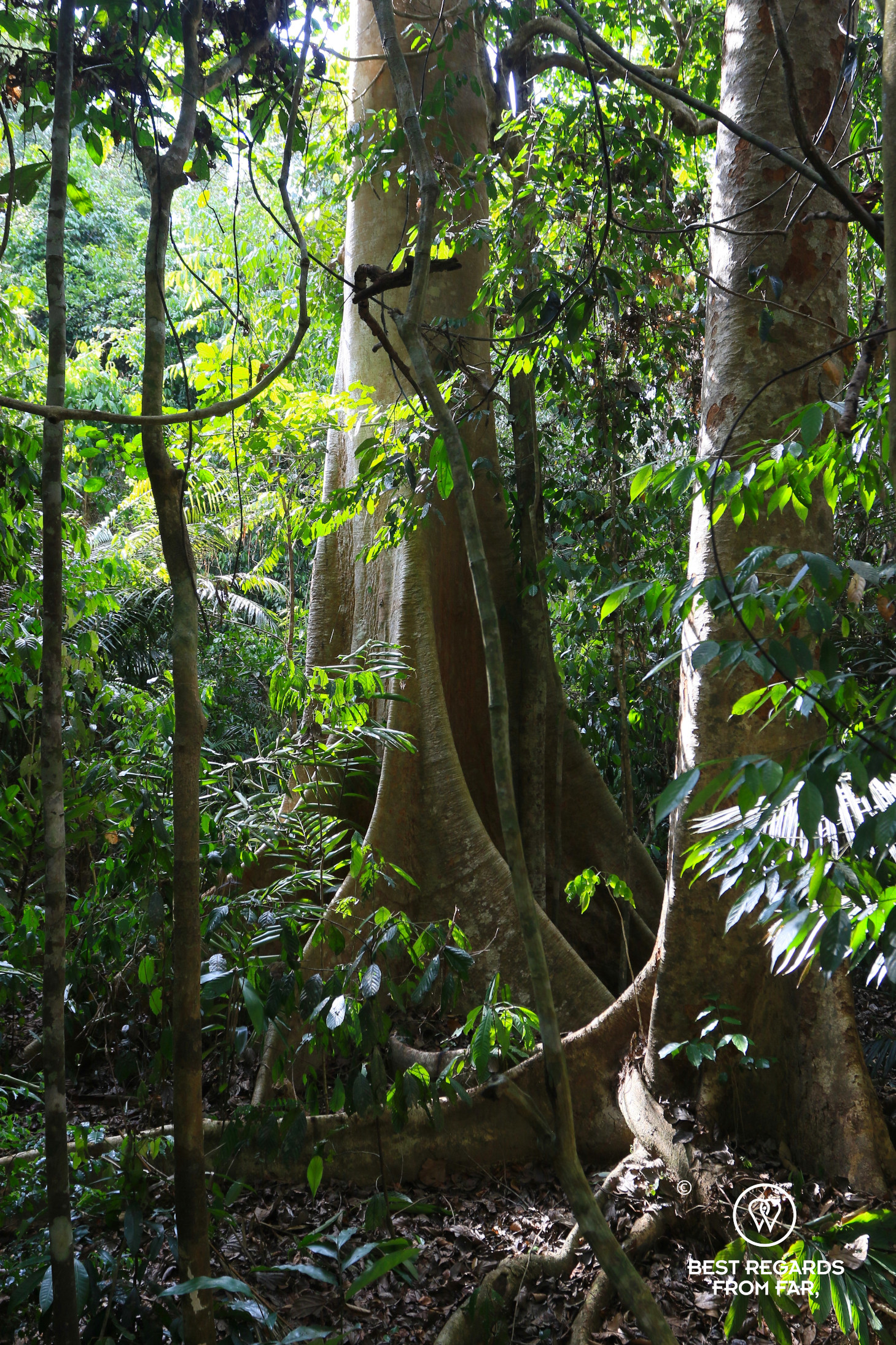 Large tree in the rainforest of Taman Negara NP, Malaysia.