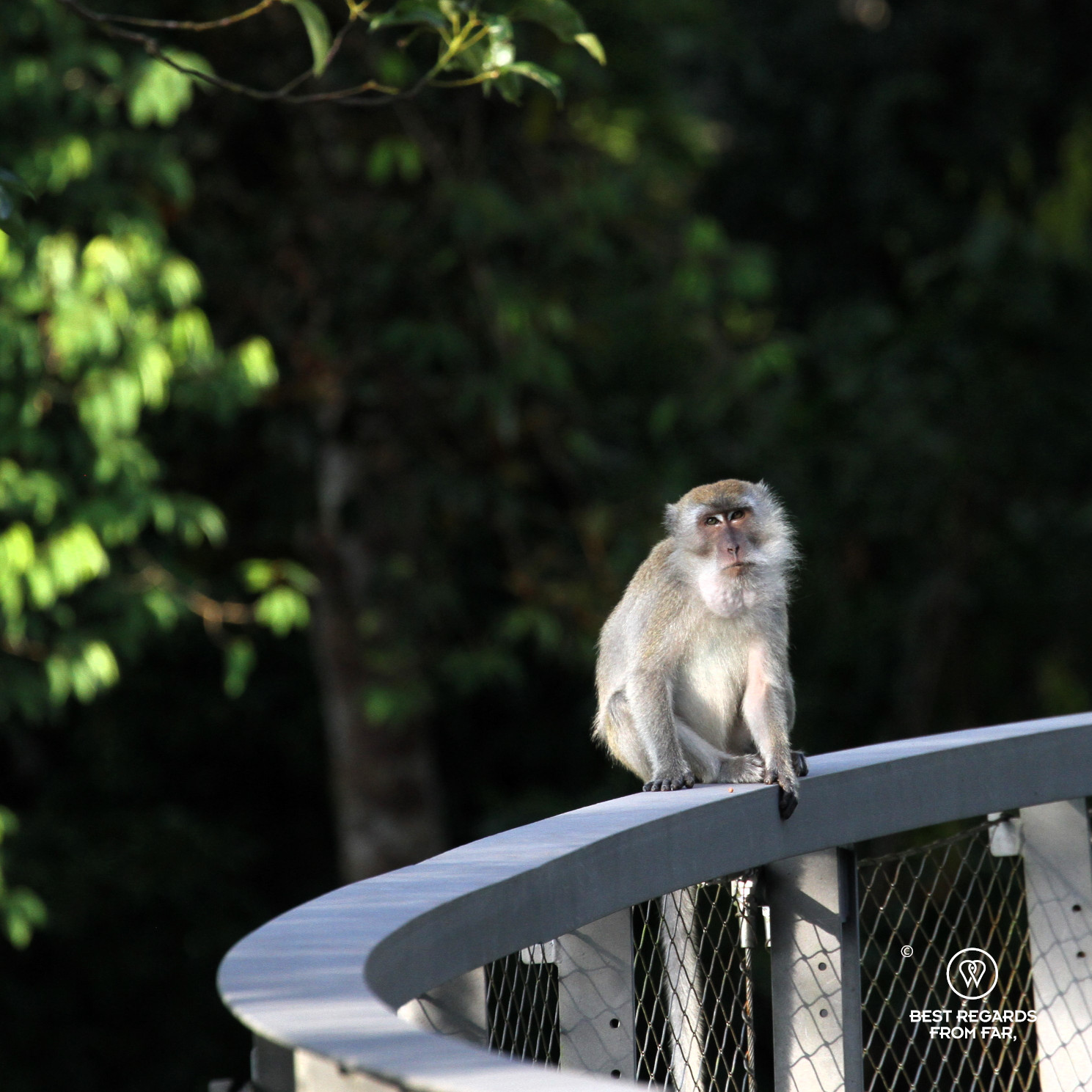 Long-tailed macaque on the canopy walk at The Habitat on Penang Hill.