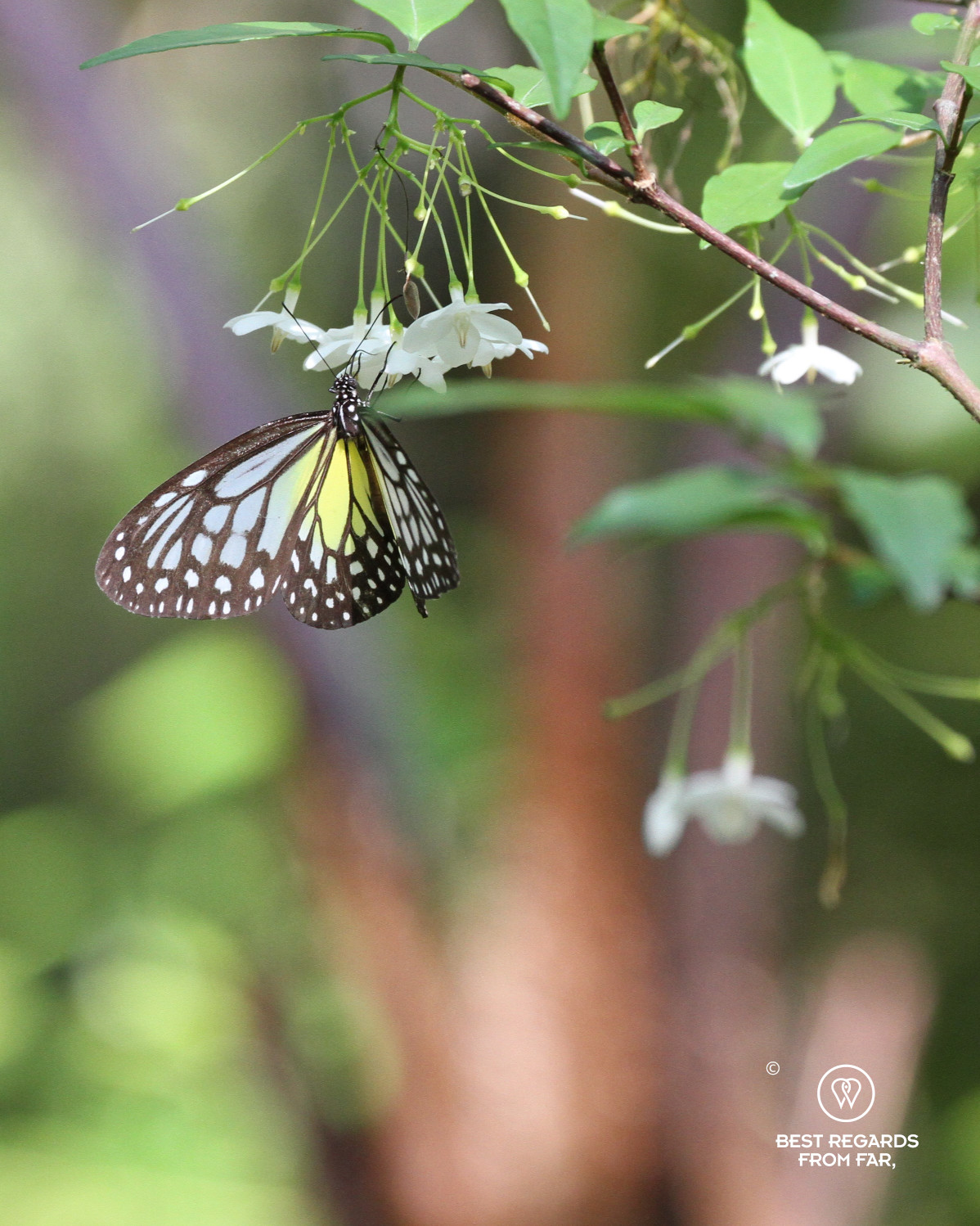 Yellow Glassy Tiger Butterfly on a white flower.