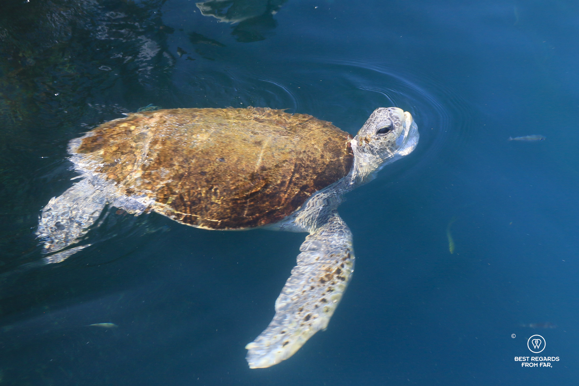Green turtle at the surface of the water.