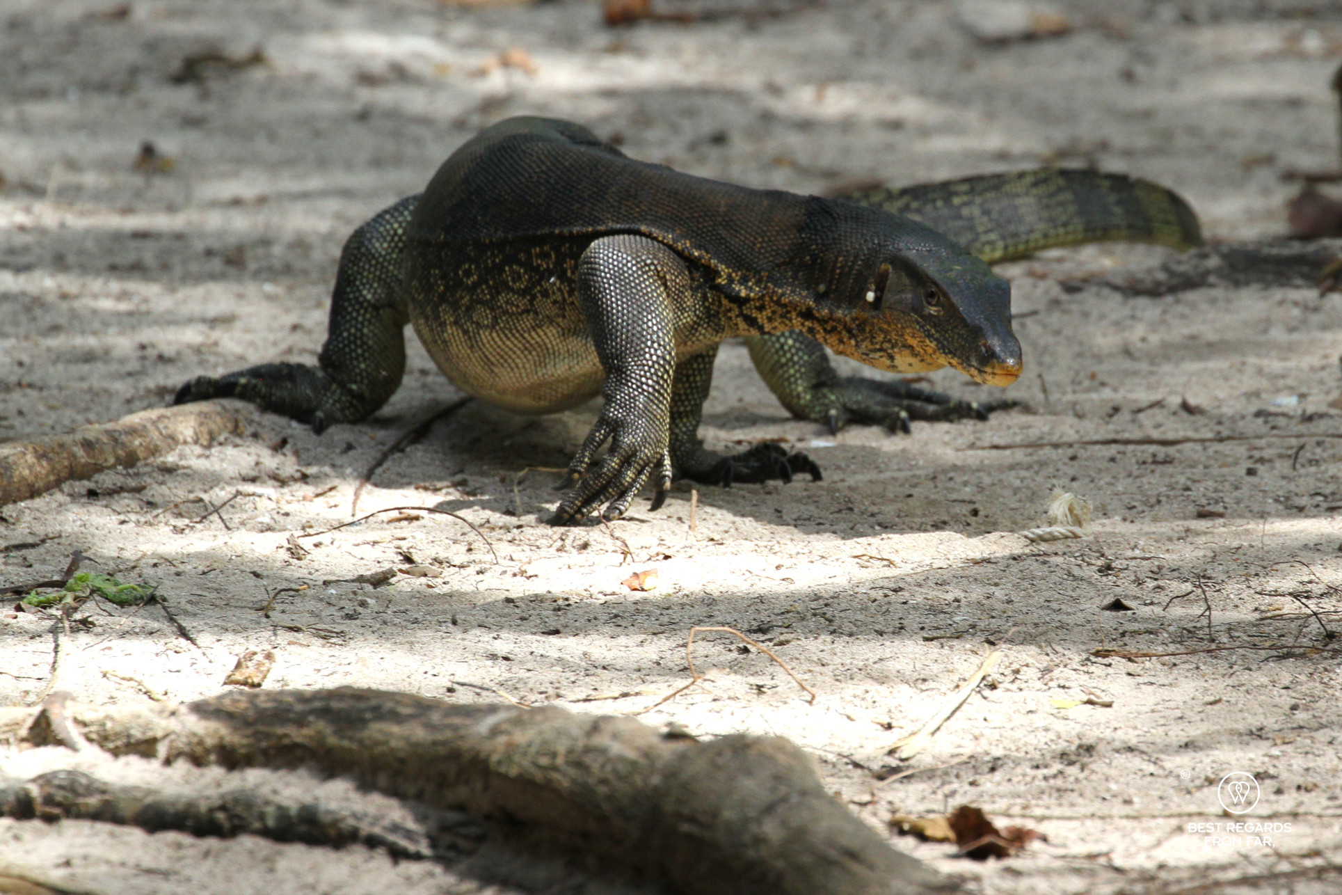 Large monitor lizard walking on the beach in the sun.