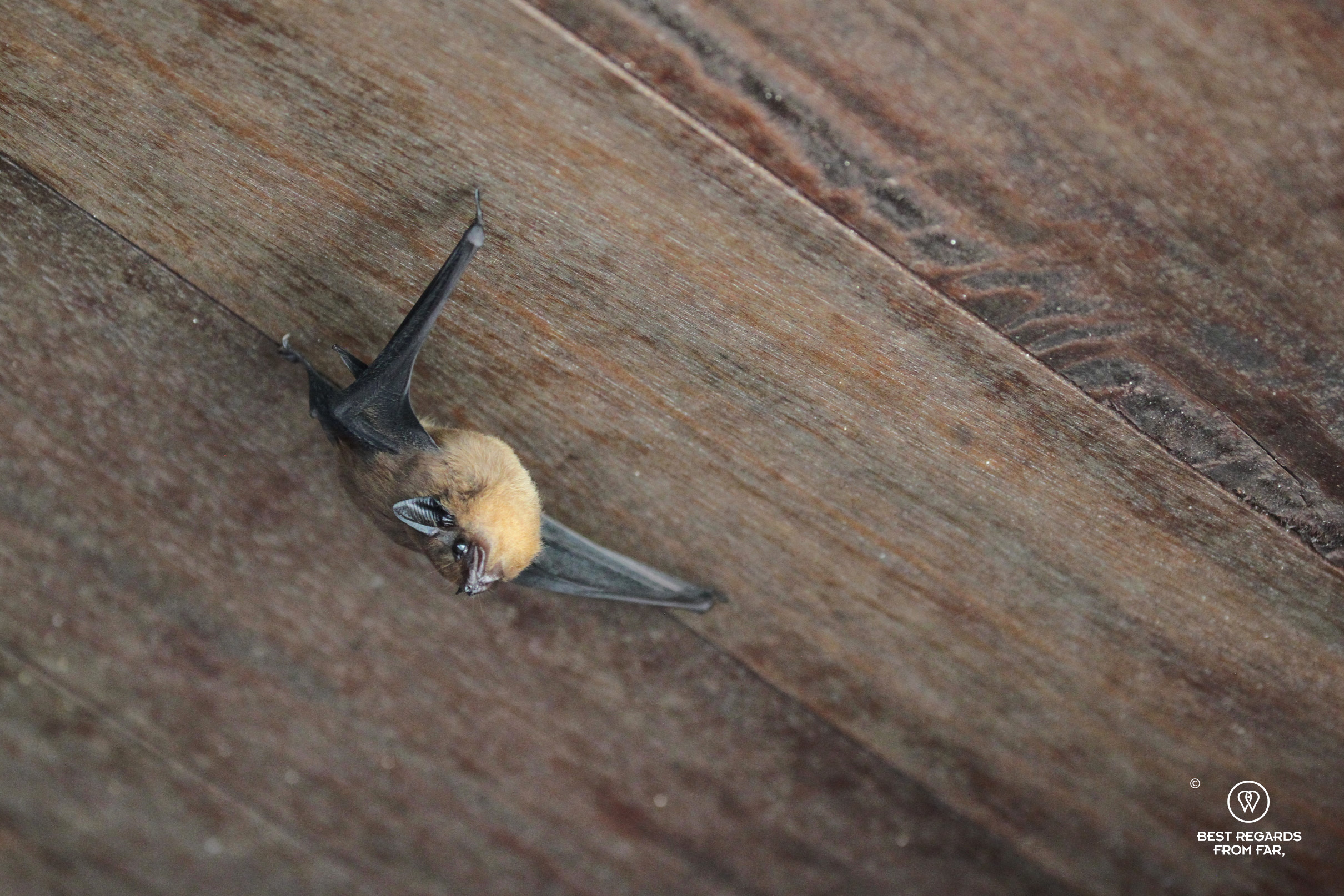 Close-up of a woolly bat on a wooden ceiling.