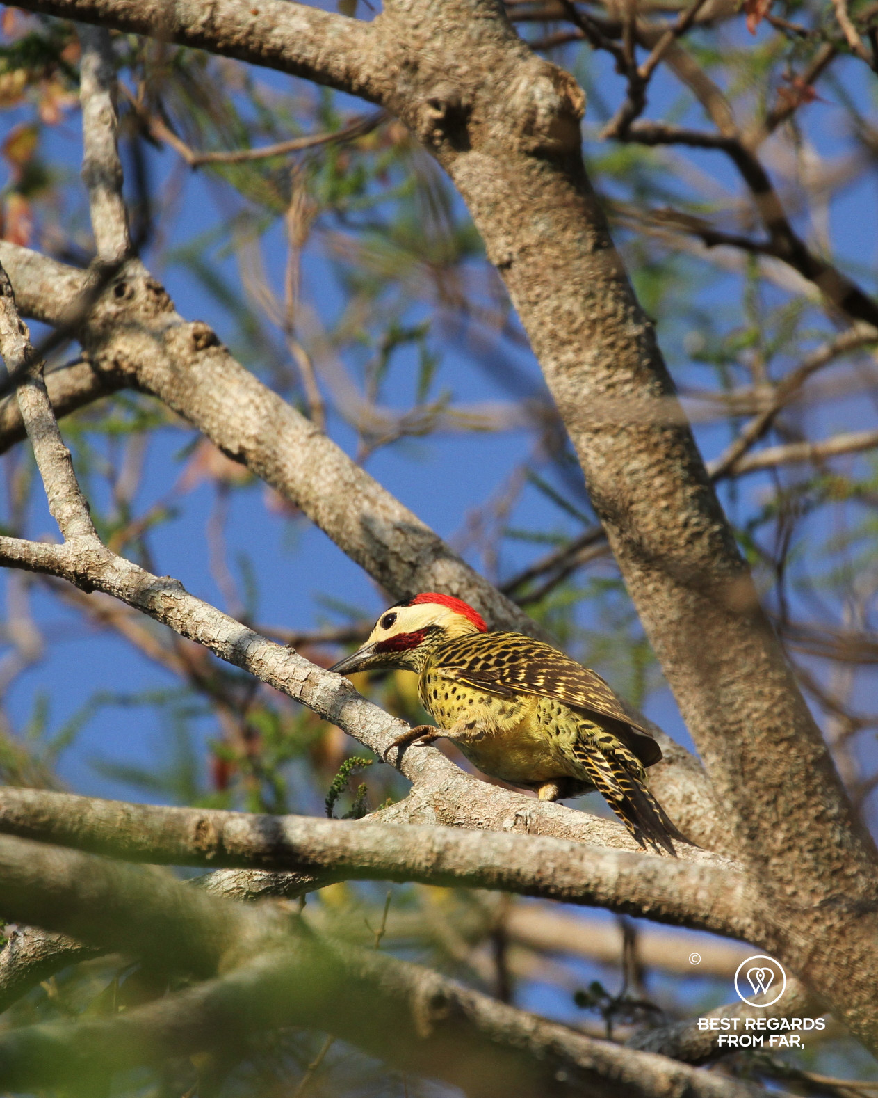 Spot-breasted Woodpecker in a tree.