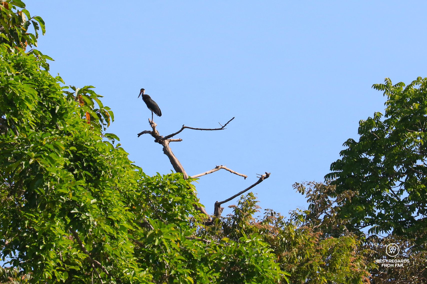 A rare storm stork perched in a tree along the Kinabatangan River in Borneo