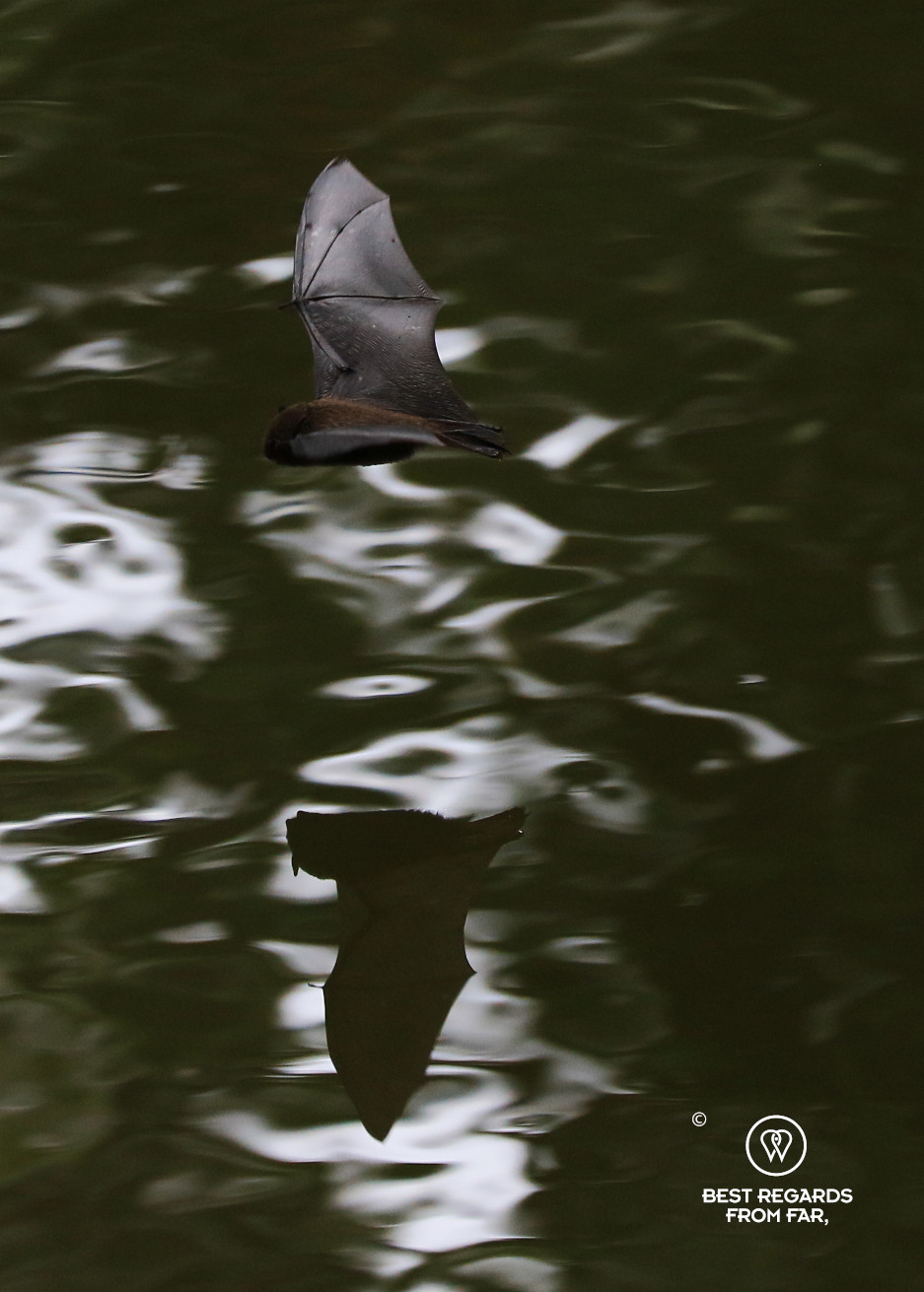 A bat flying over the water