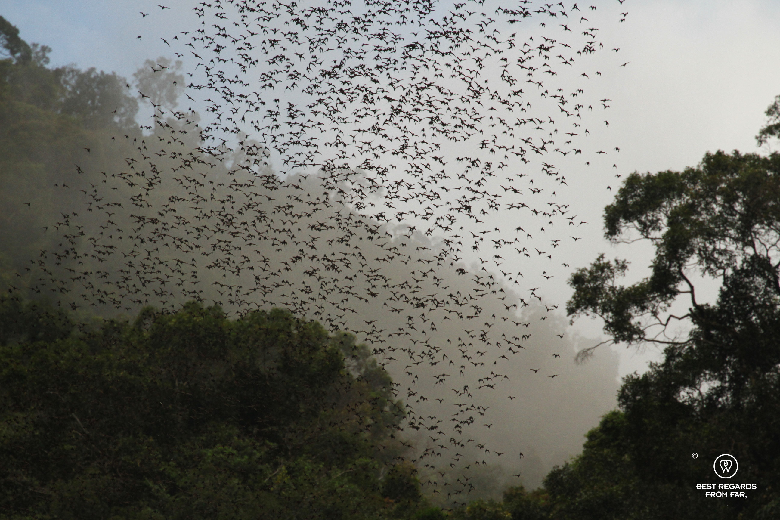 Bat exodus in Mulu NP