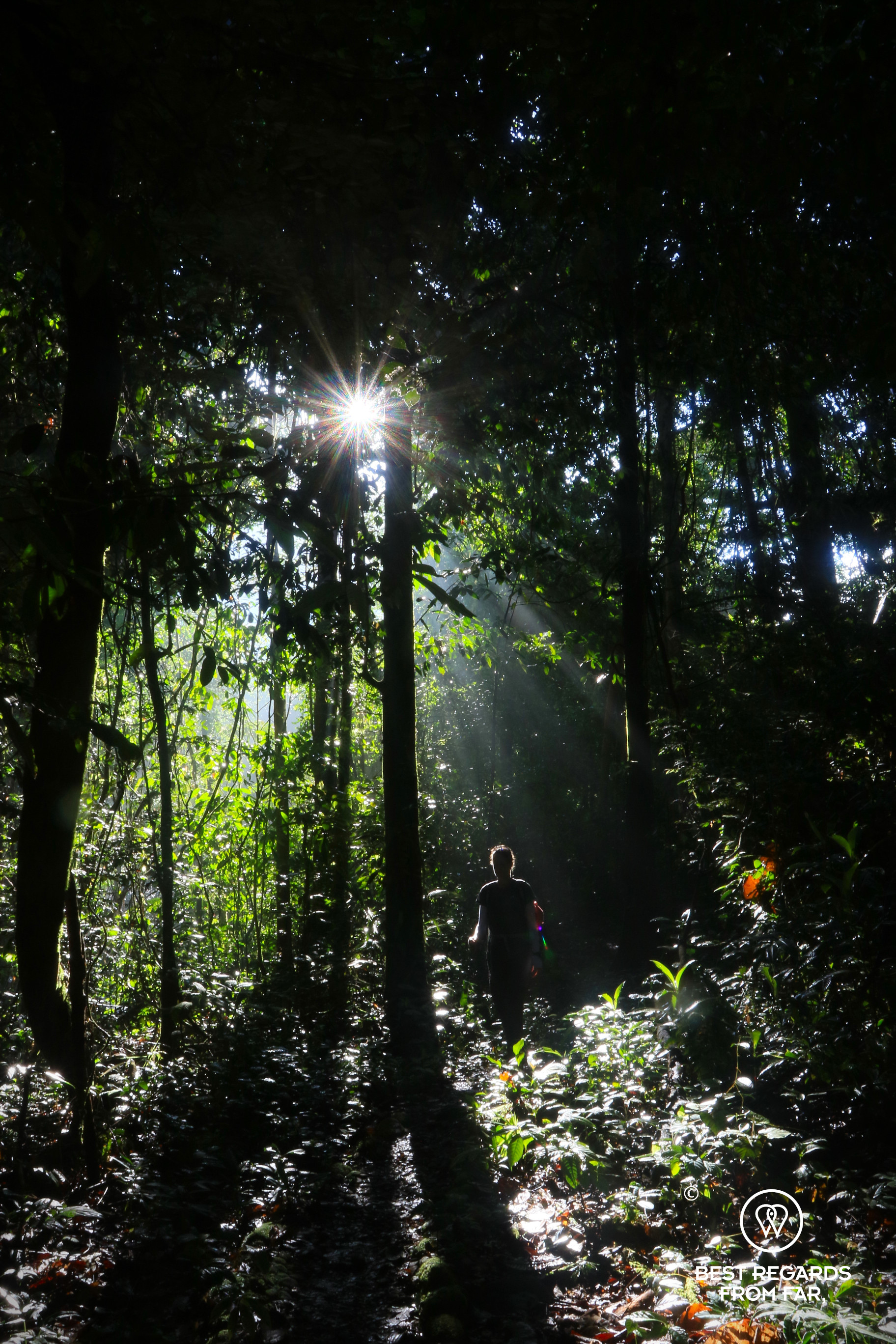 Hiking through the rainforest in Mulu NP, Borneo