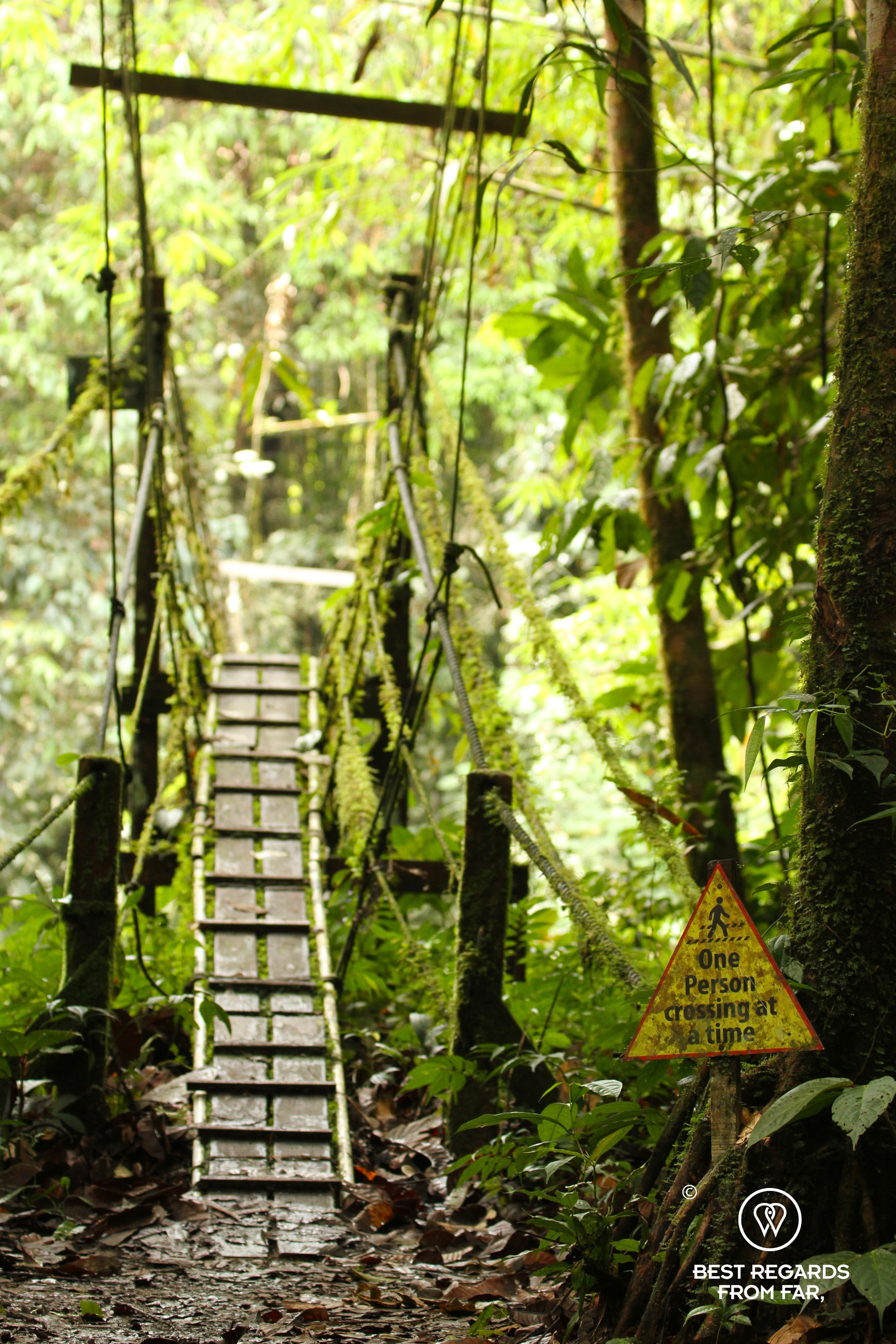 Suspension bridge along the Pinnacle trek, Mulu NP, Borneo