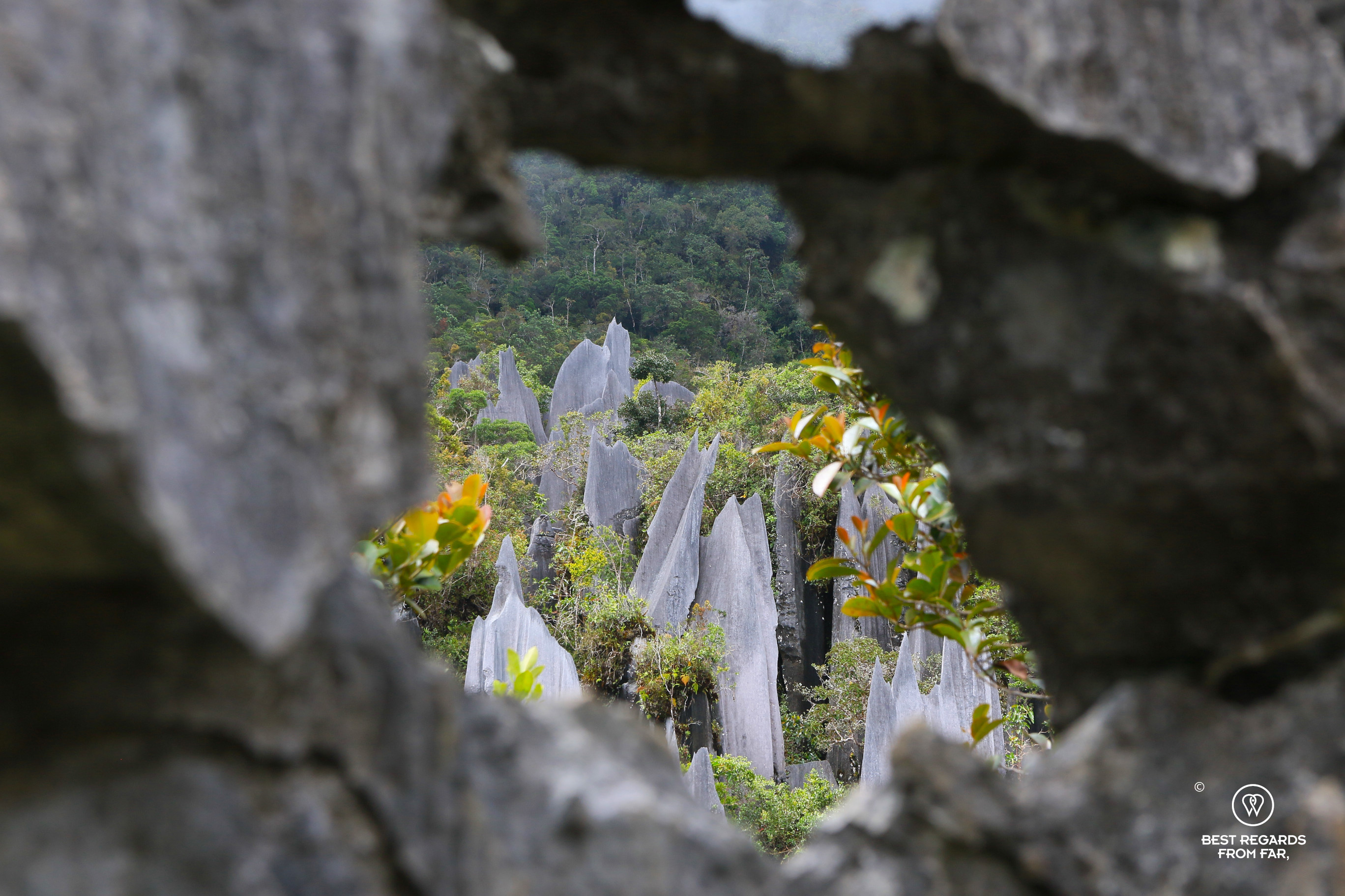 The Pinnacles in Mulu NP