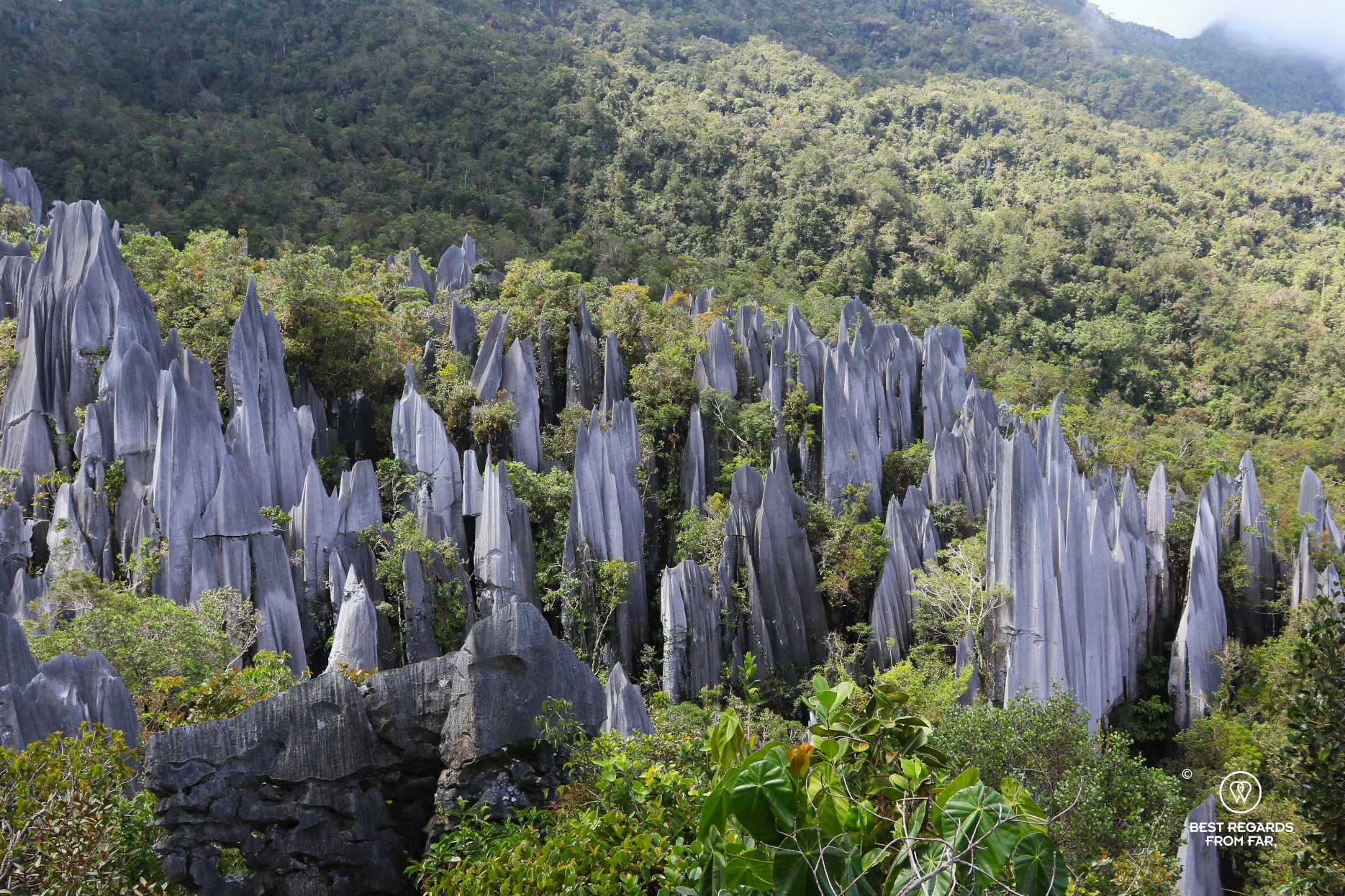 The Pinnacles in Mulu NP