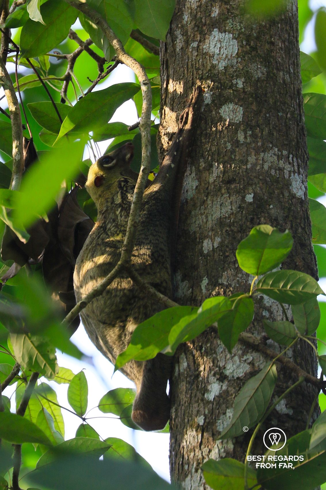 A flying lemur hanging on to a tree