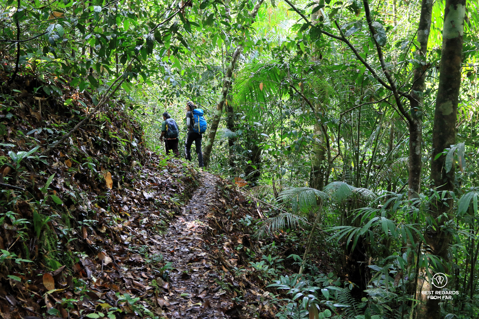 Two people trekking through the dense forest of Borneo.