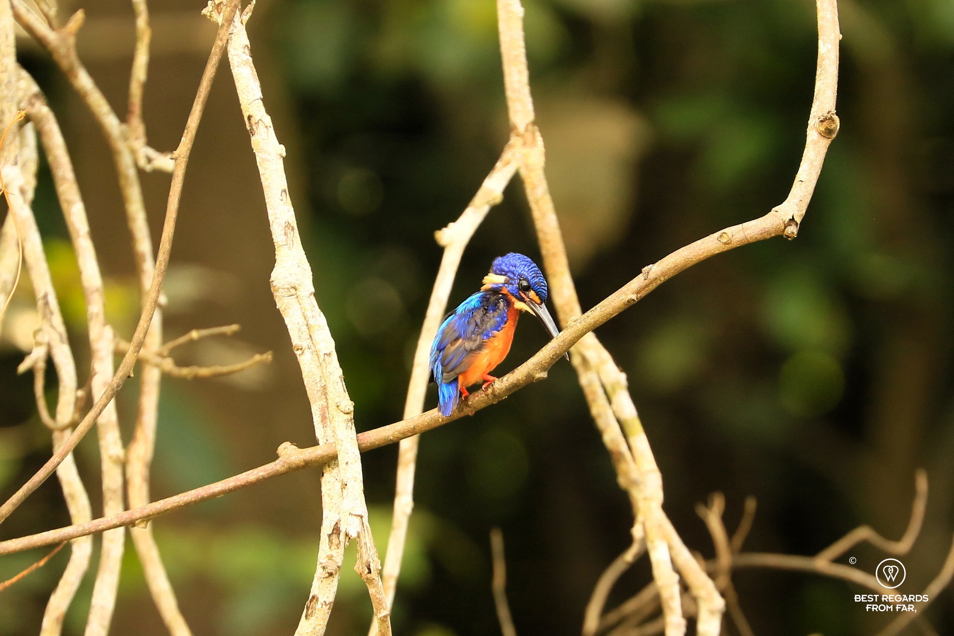 Blue-eared kingfisher on a branch