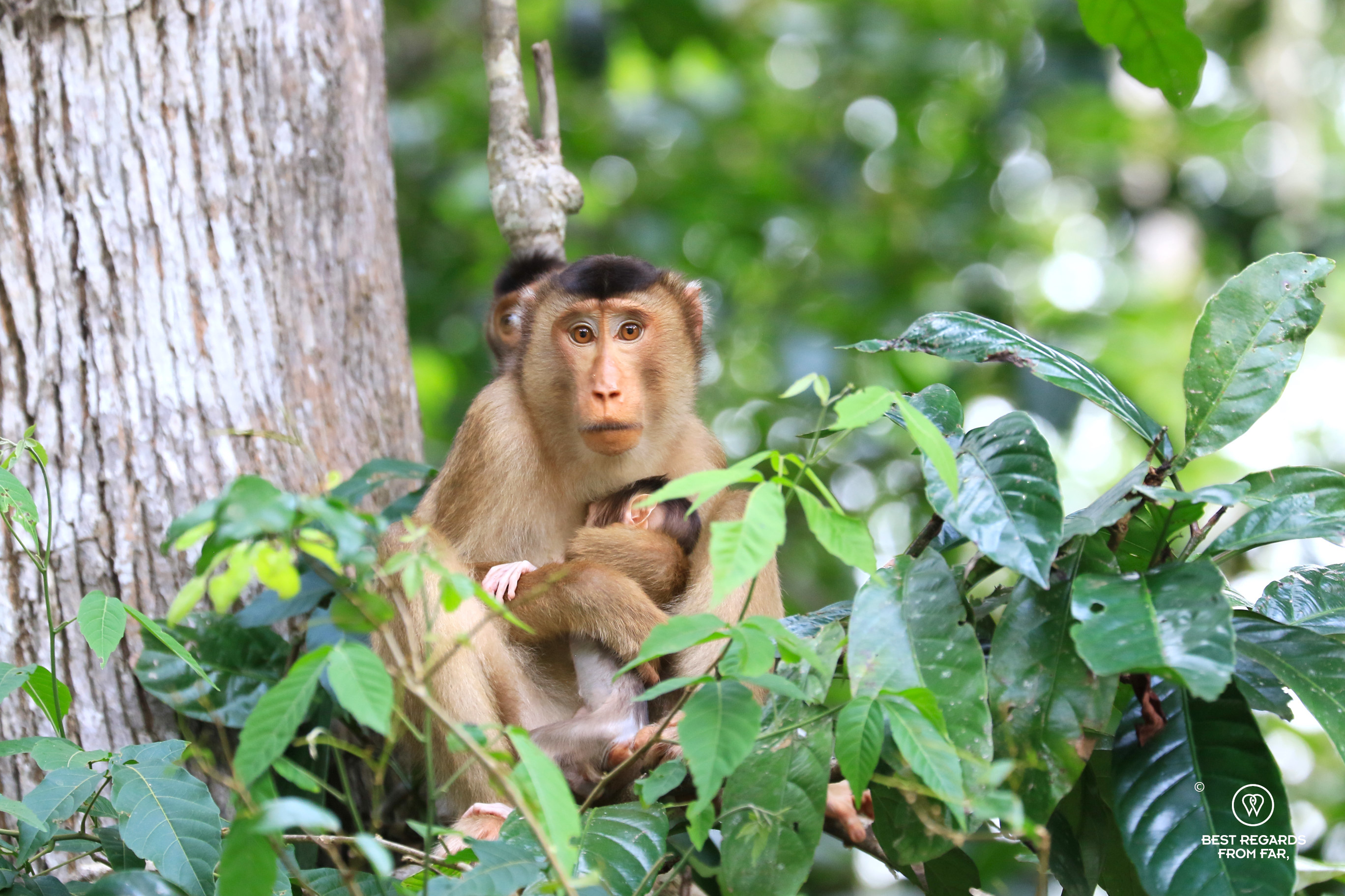Pig-tailed macaque in the wild in Borneo